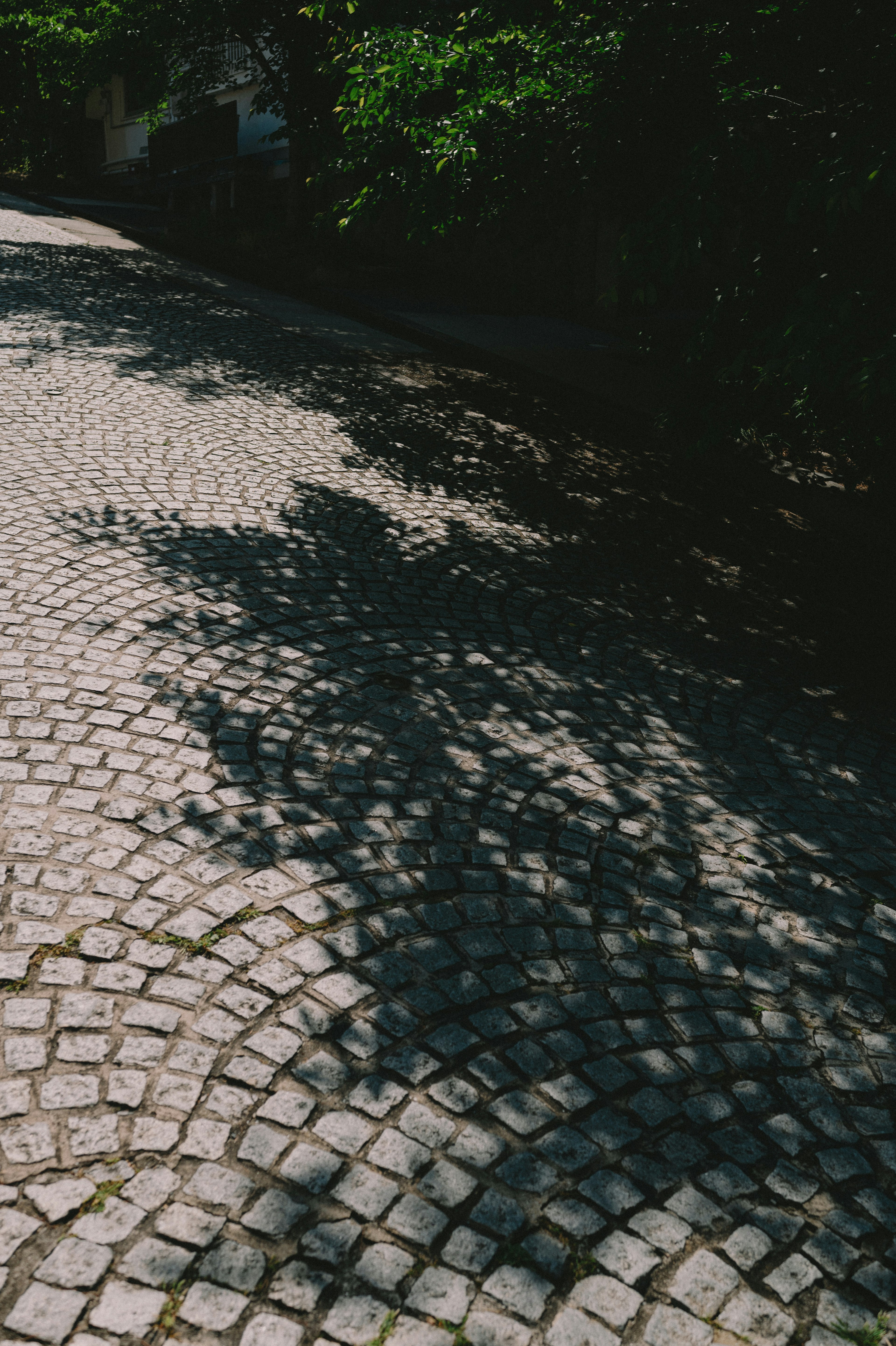 Schatten von Bäumen auf einem Kopfsteinpflasterweg