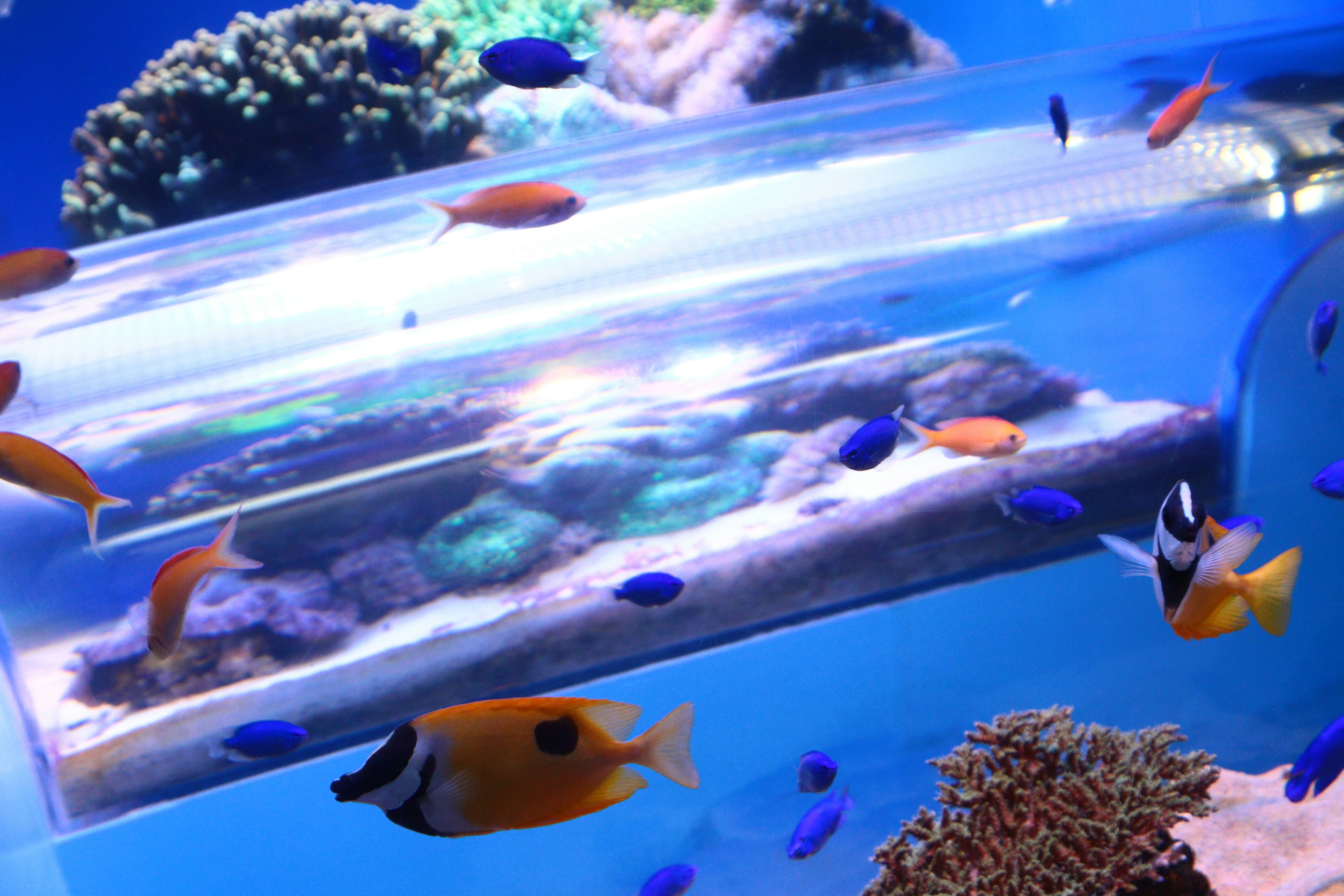 Colorful tropical fish swimming in a vibrant aquarium with coral