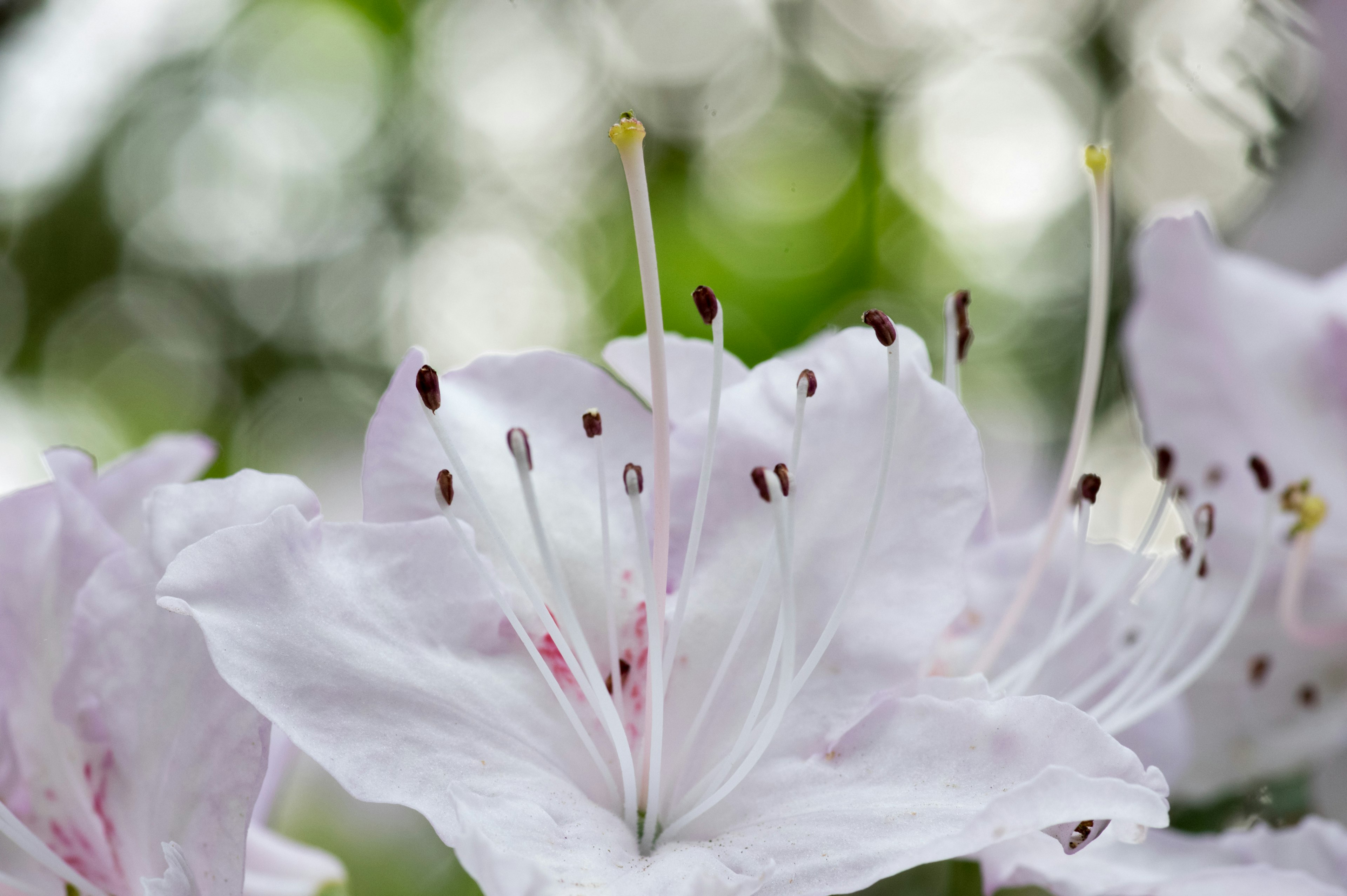 白色花朵特写，绿色背景和柔和光线