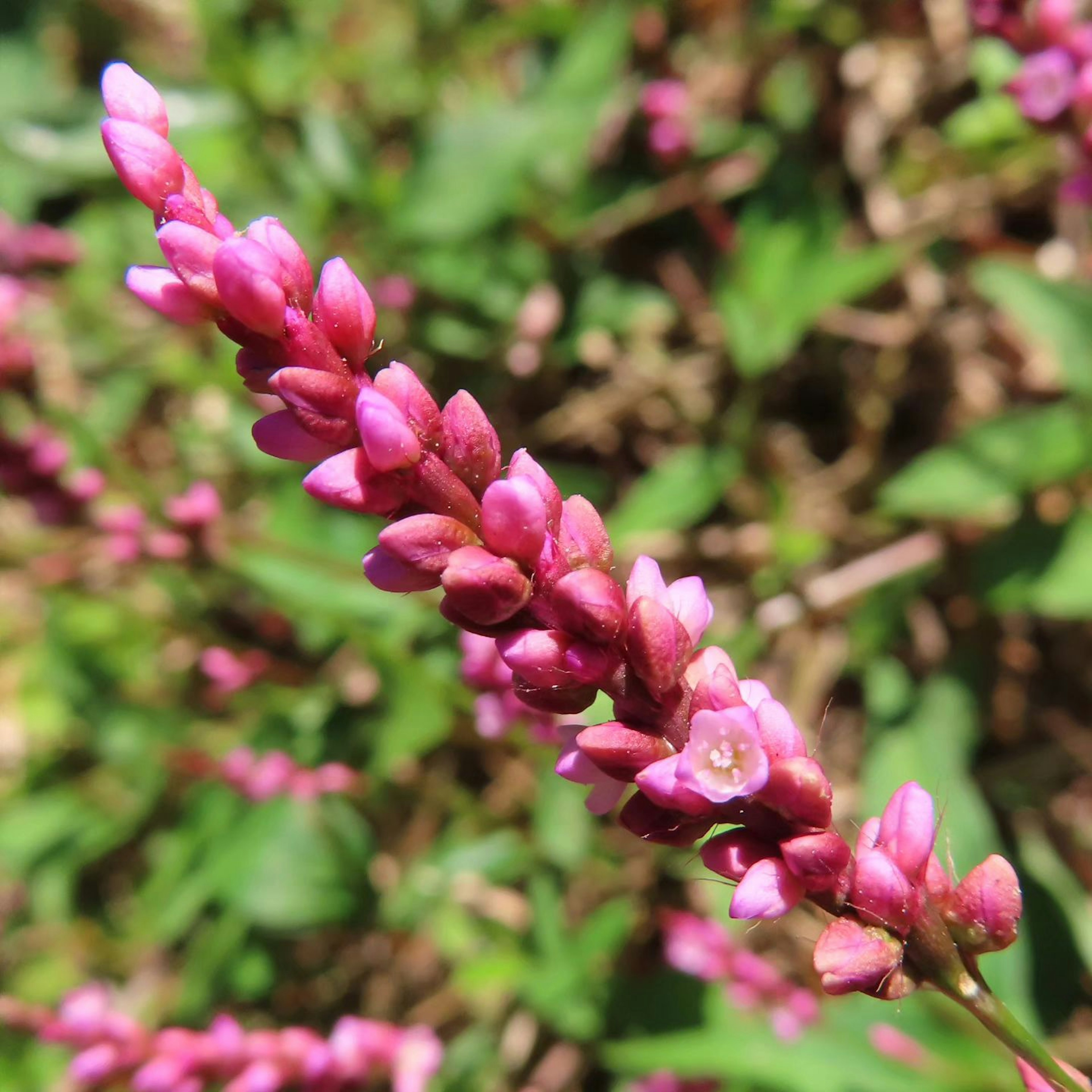 Nahaufnahme einer Pflanze mit rosa Blumen