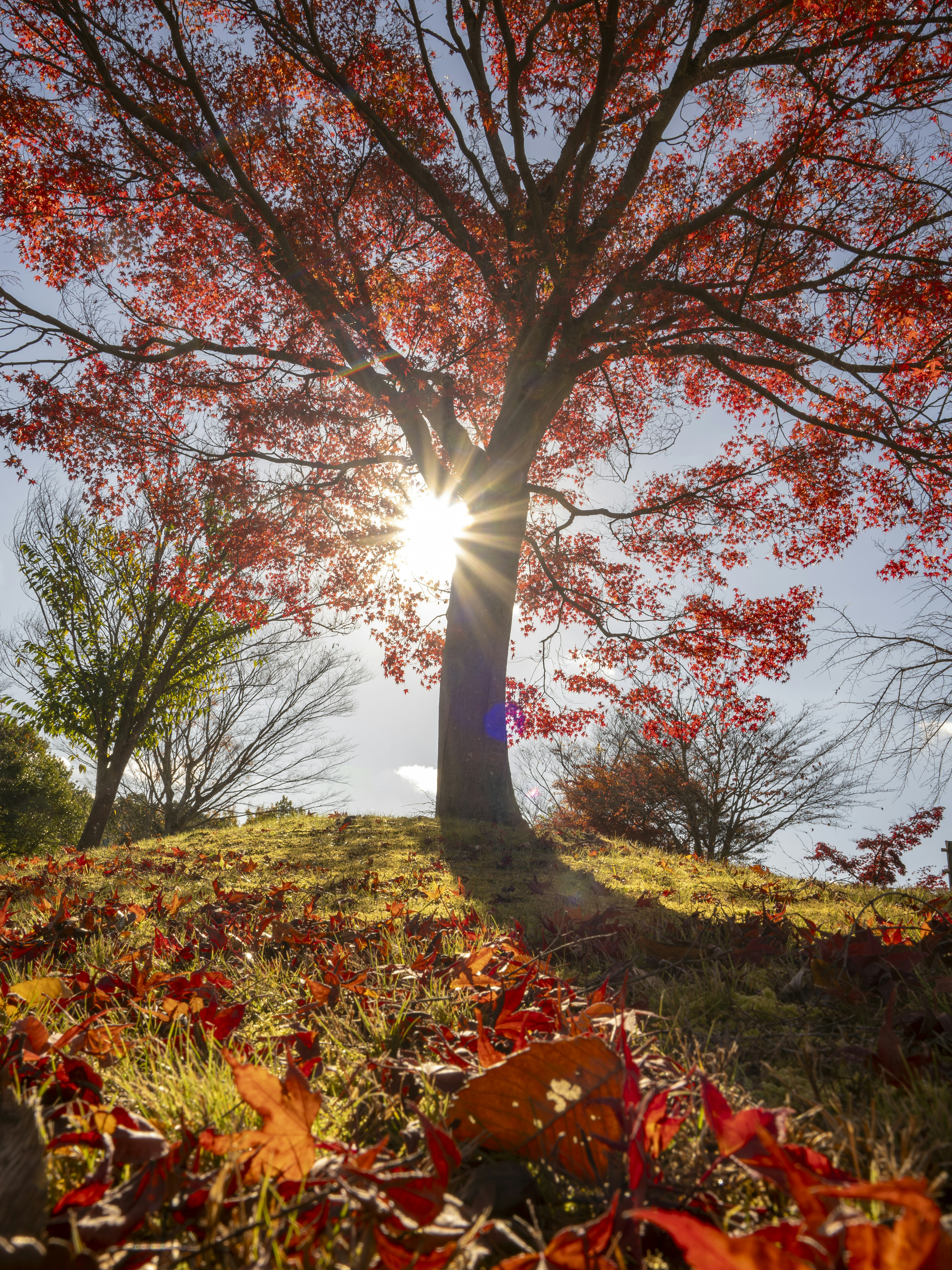 Arbre avec des feuilles d'automne vibrantes et lumière du soleil filtrant