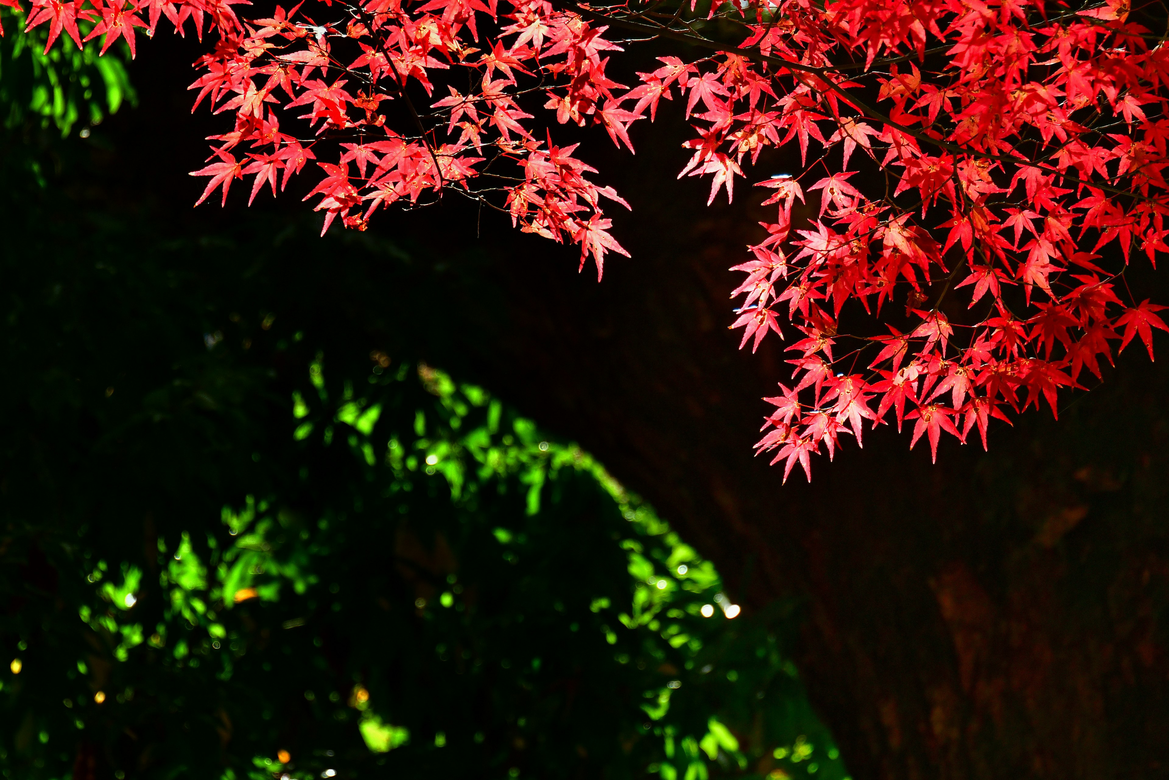 Daun maple merah cerah yang kontras dengan latar belakang hijau