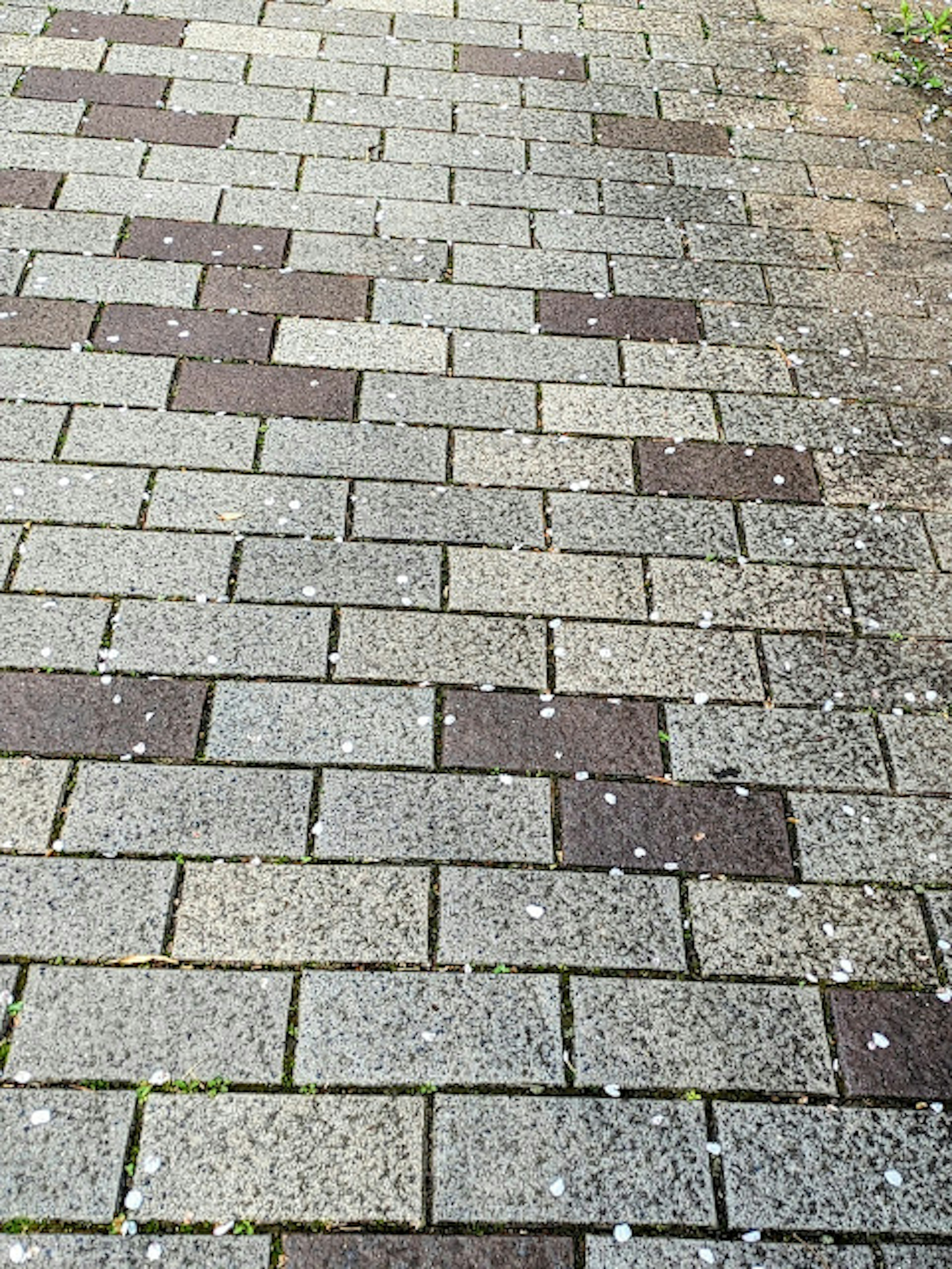 Camino pavimentado con piedras en patrón y pétalos de flores esparcidos