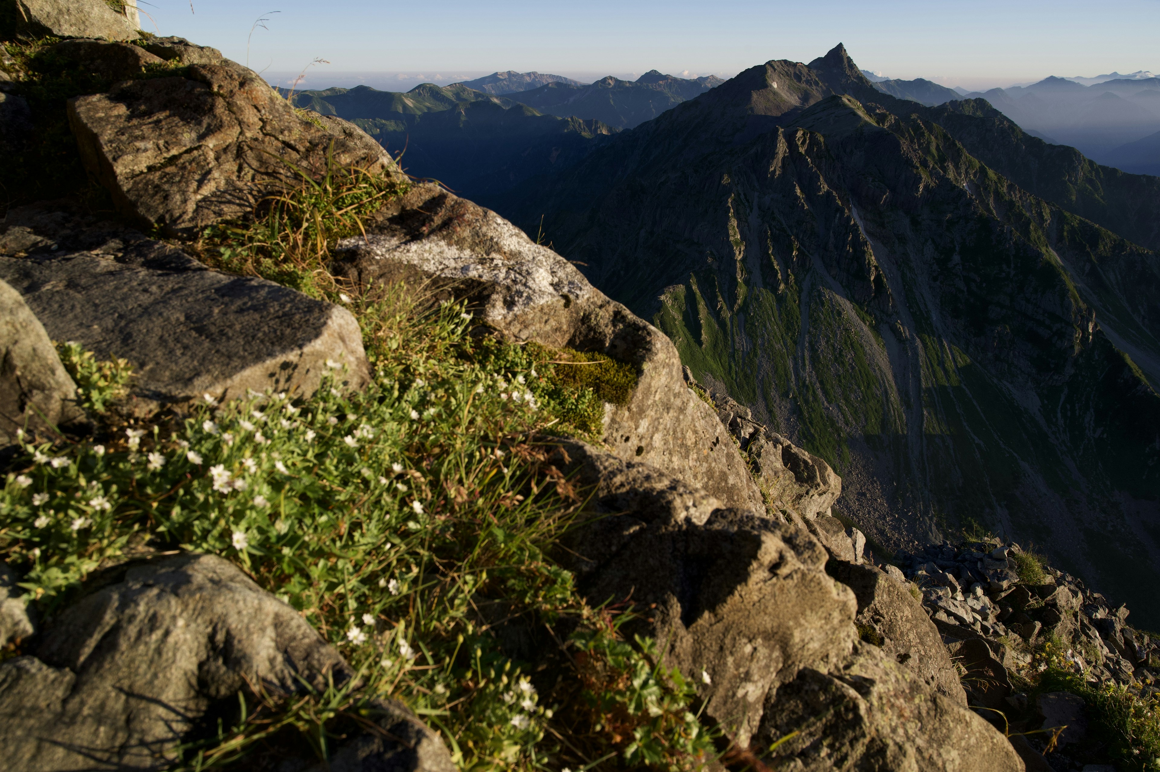 White flowers and green plants on rocky terrain with distant mountains