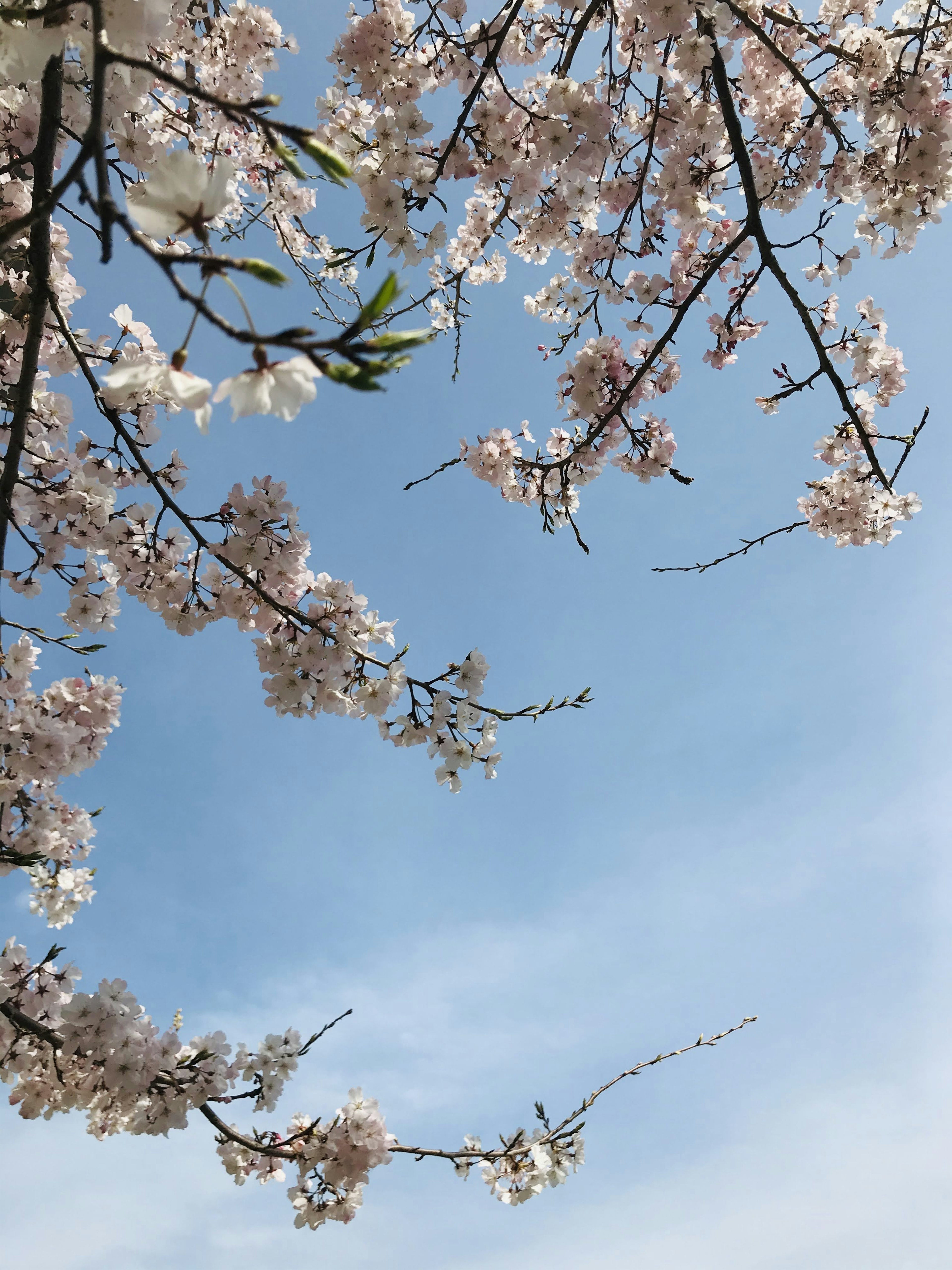 Rami di ciliegio in fiore contro un cielo blu