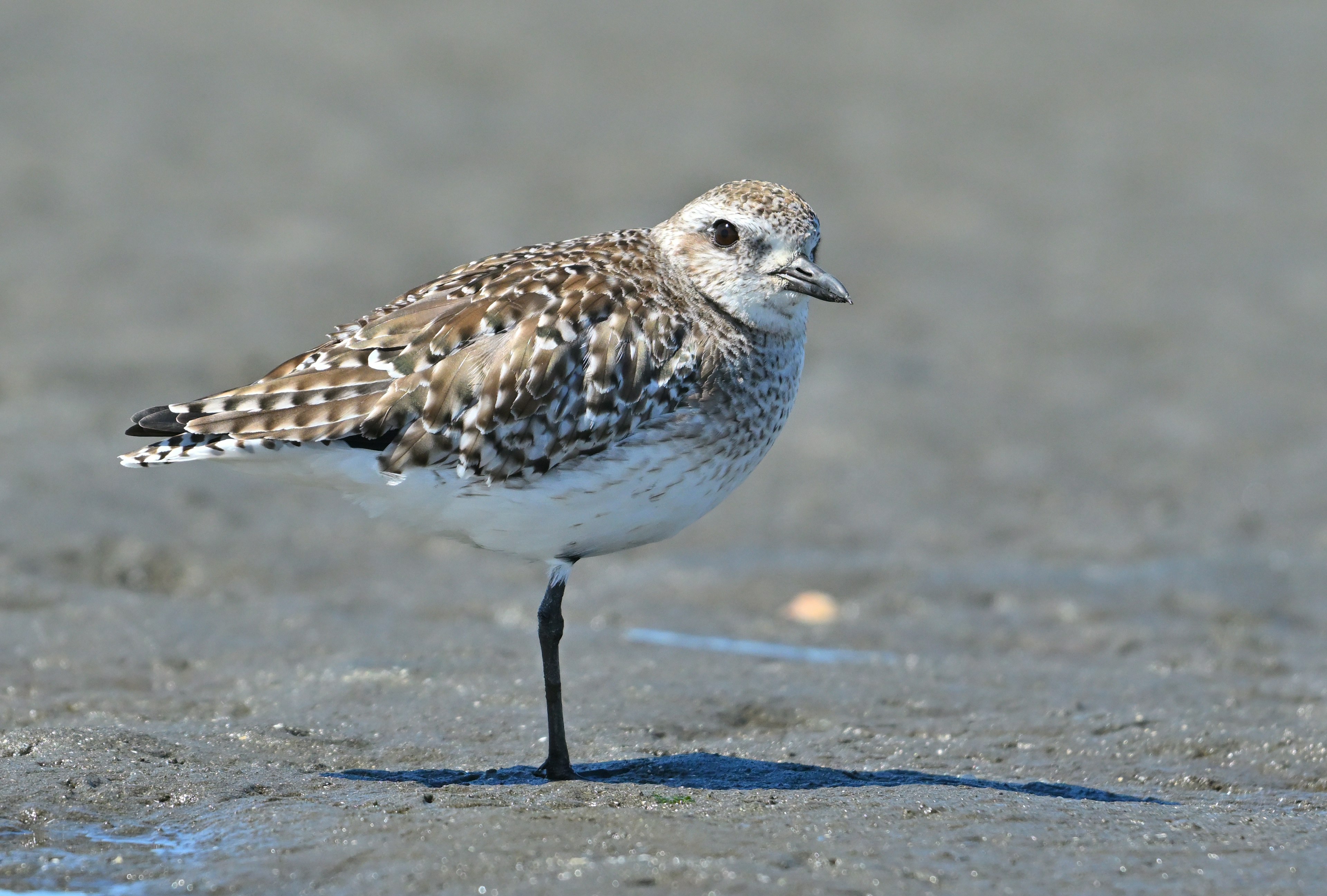 A shorebird standing on the sand with a single leg