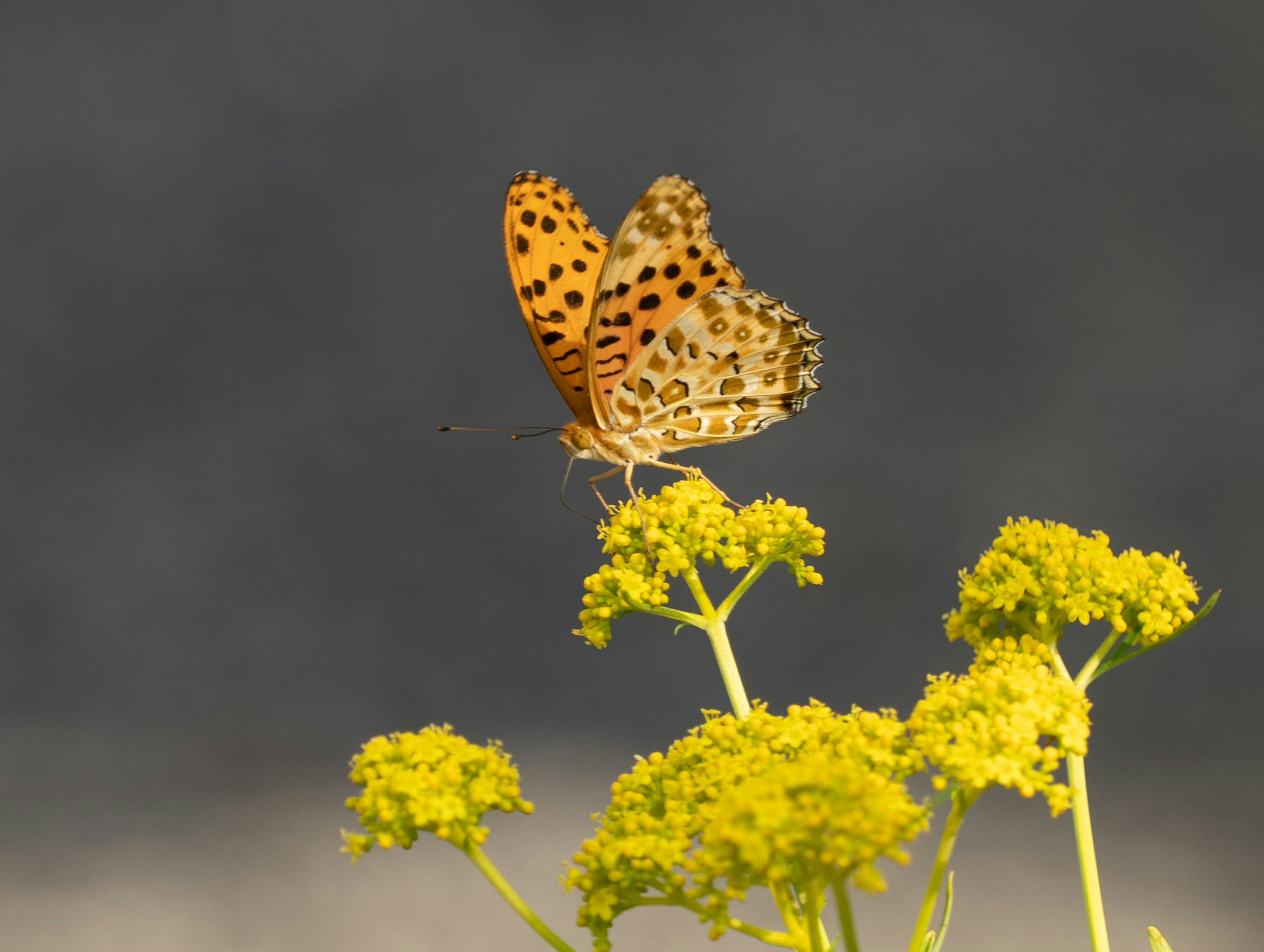 Mariposa de manchas naranjas posada sobre flores amarillas