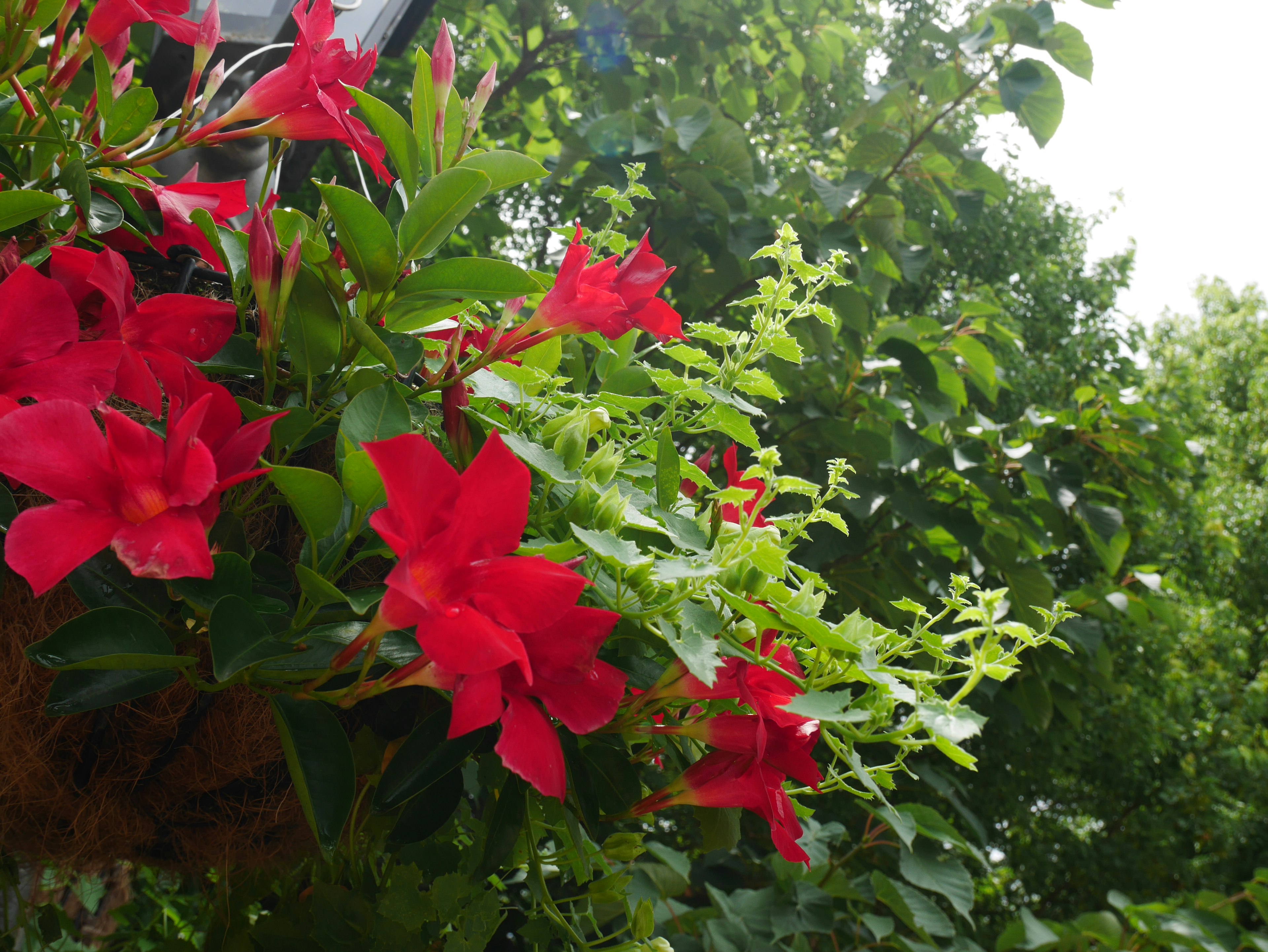 Flores rojas vibrantes con hojas verdes exuberantes en un entorno natural