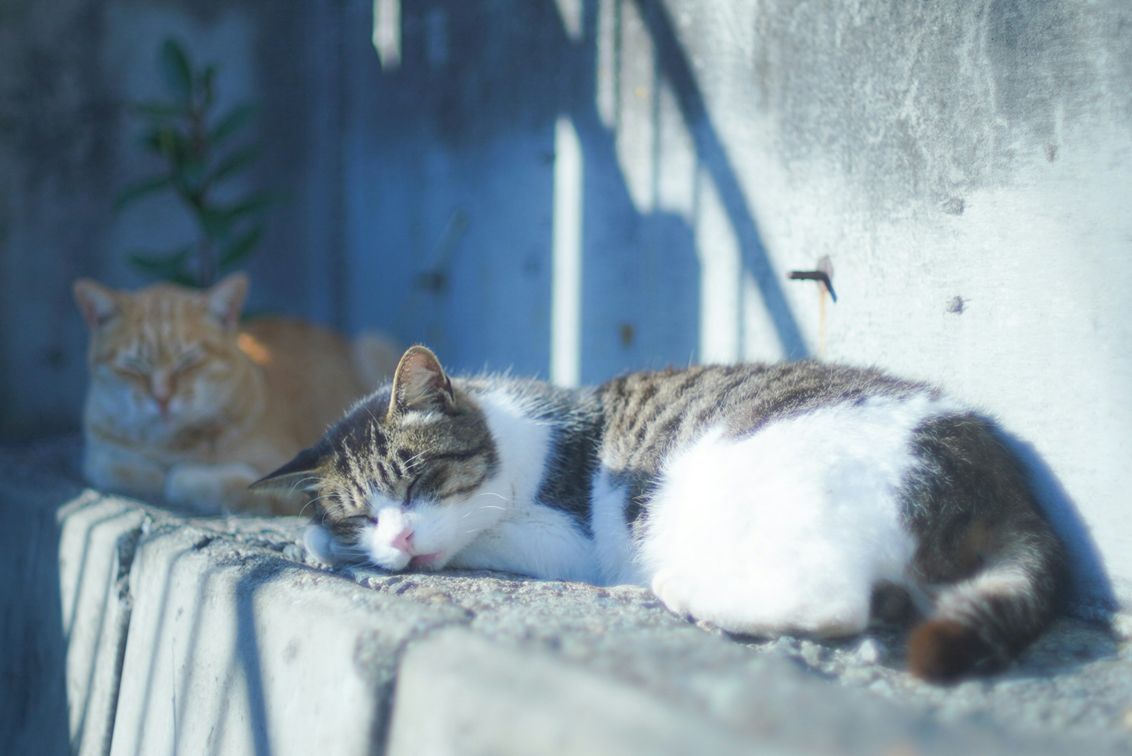 二匹の猫がコンクリートの上で寝ている 一匹は白と茶色の模様で、もう一匹はオレンジ色