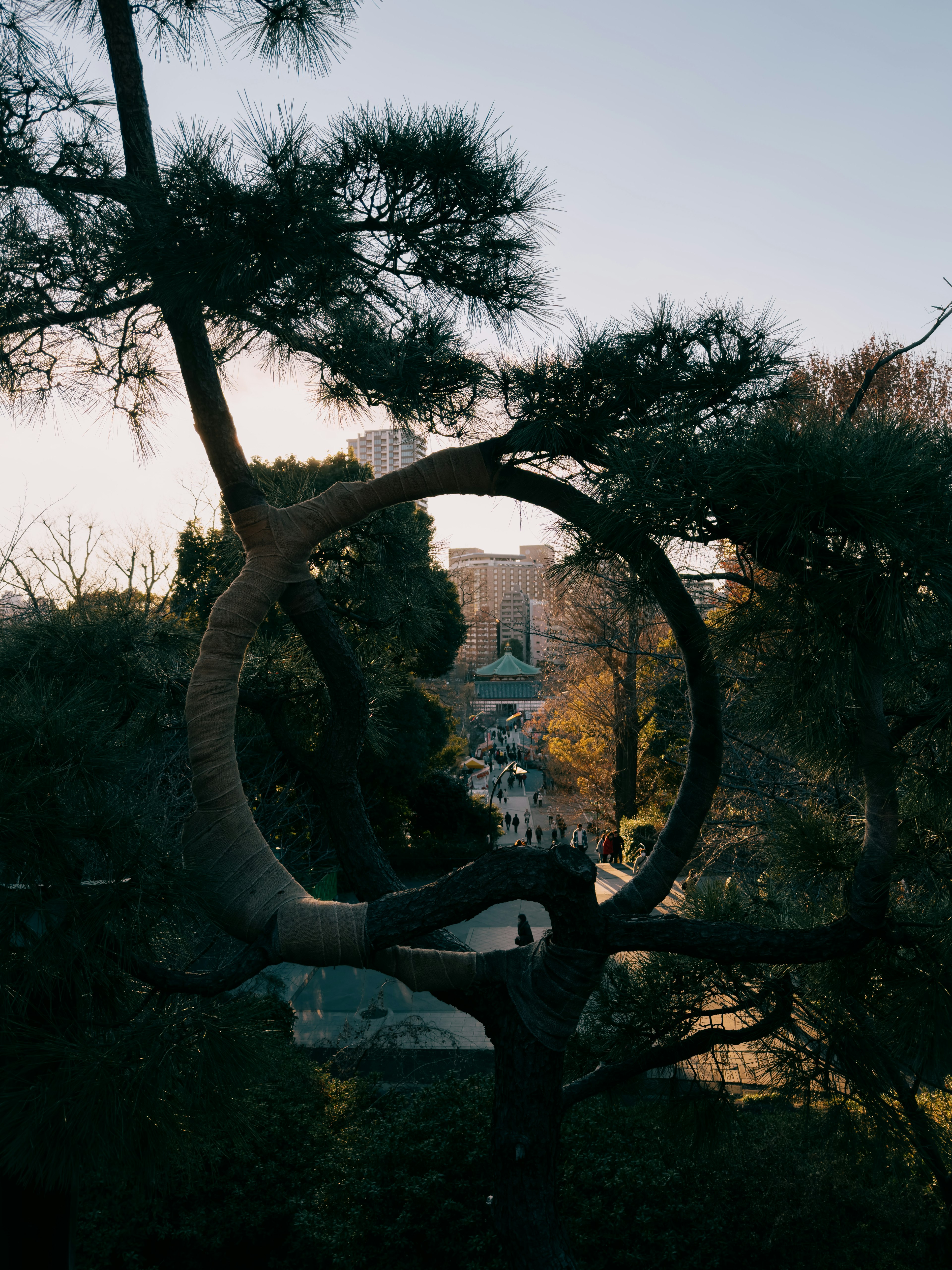 Vue de la ville encadrée par une branche d'arbre circulaire