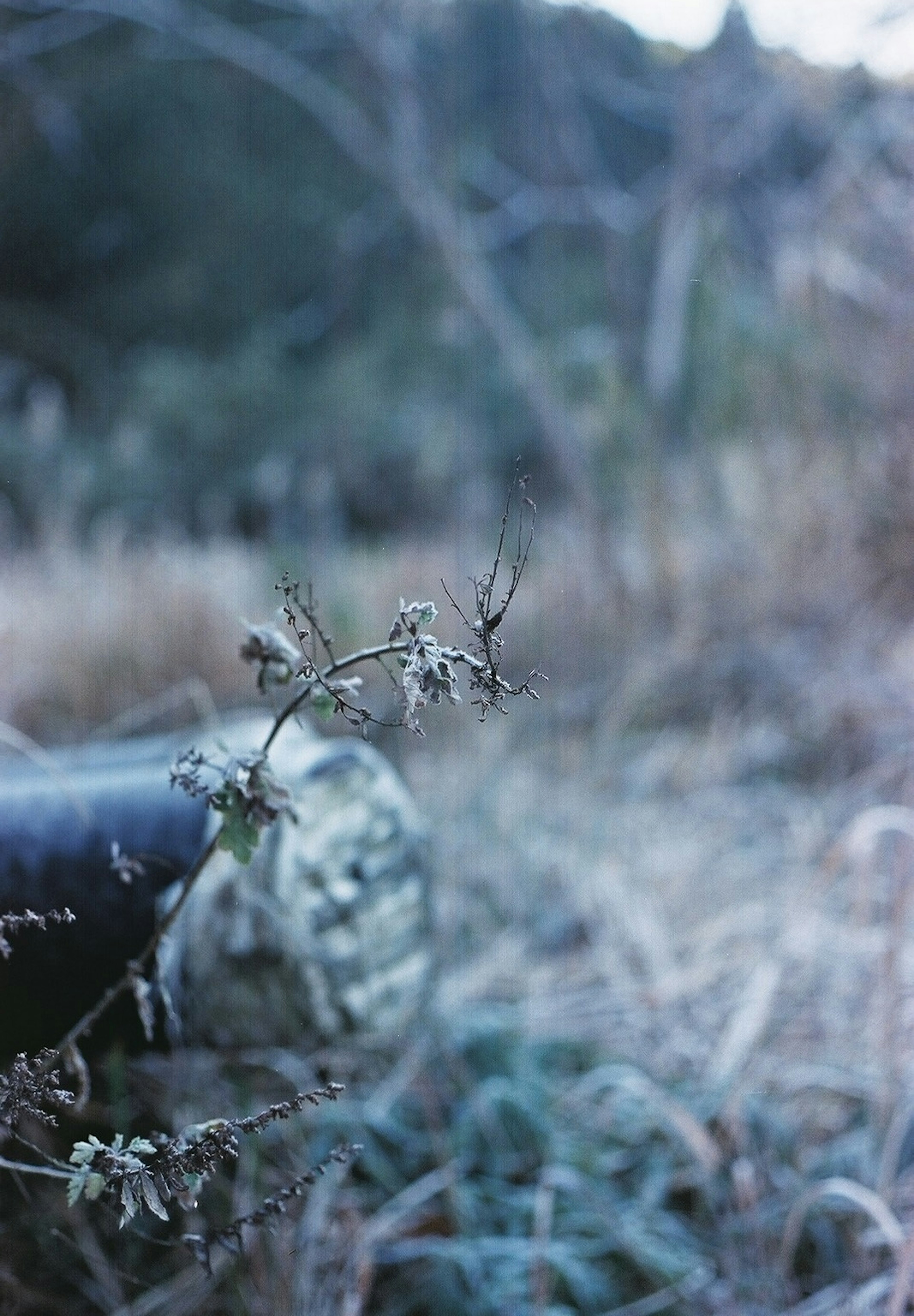 Gros plan sur une bouteille tombée et des plantes sèches dans une prairie gelée