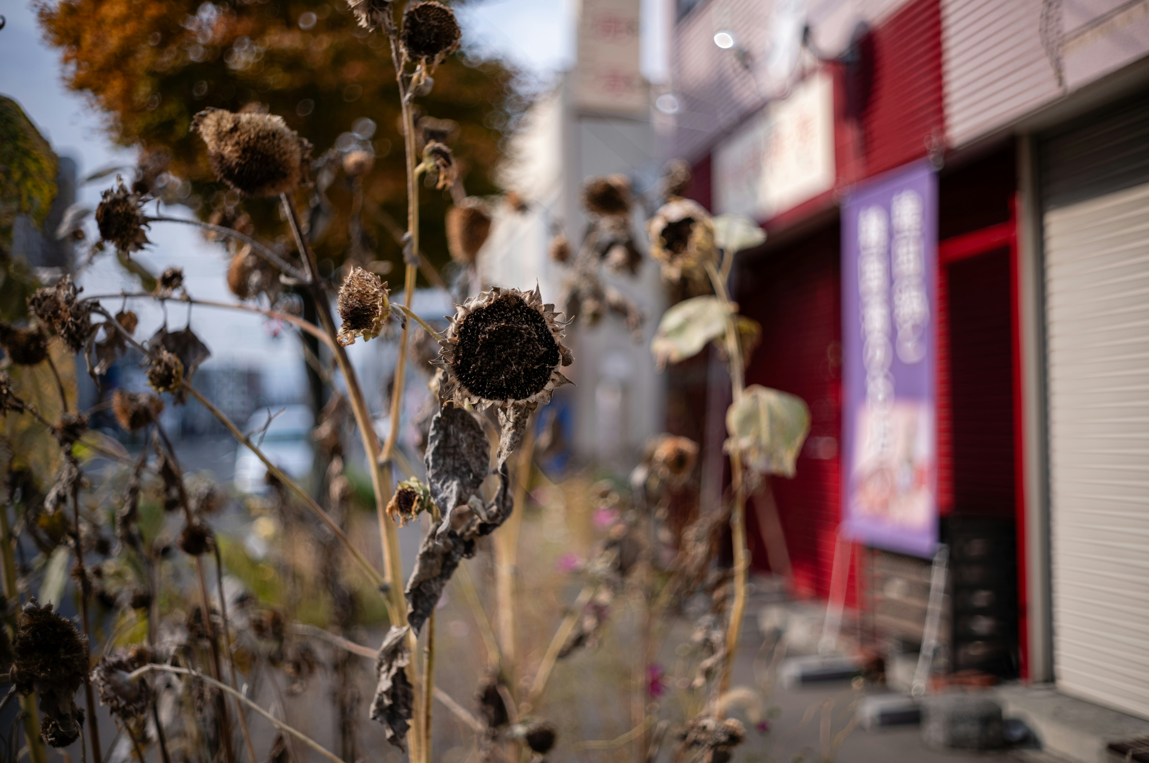 Steli di girasole secchi in un contesto urbano