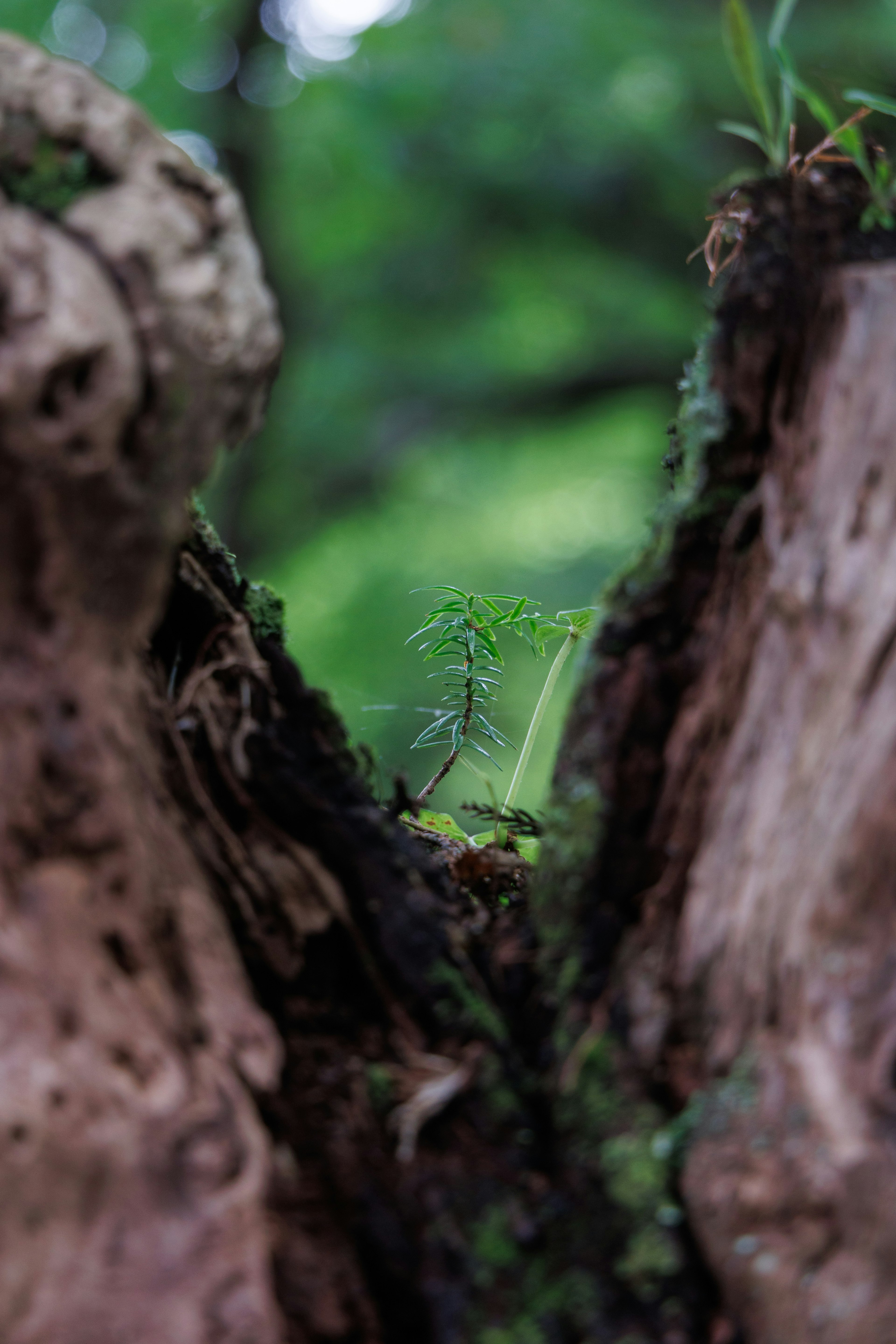 A small green plant emerging from a crack in a tree trunk