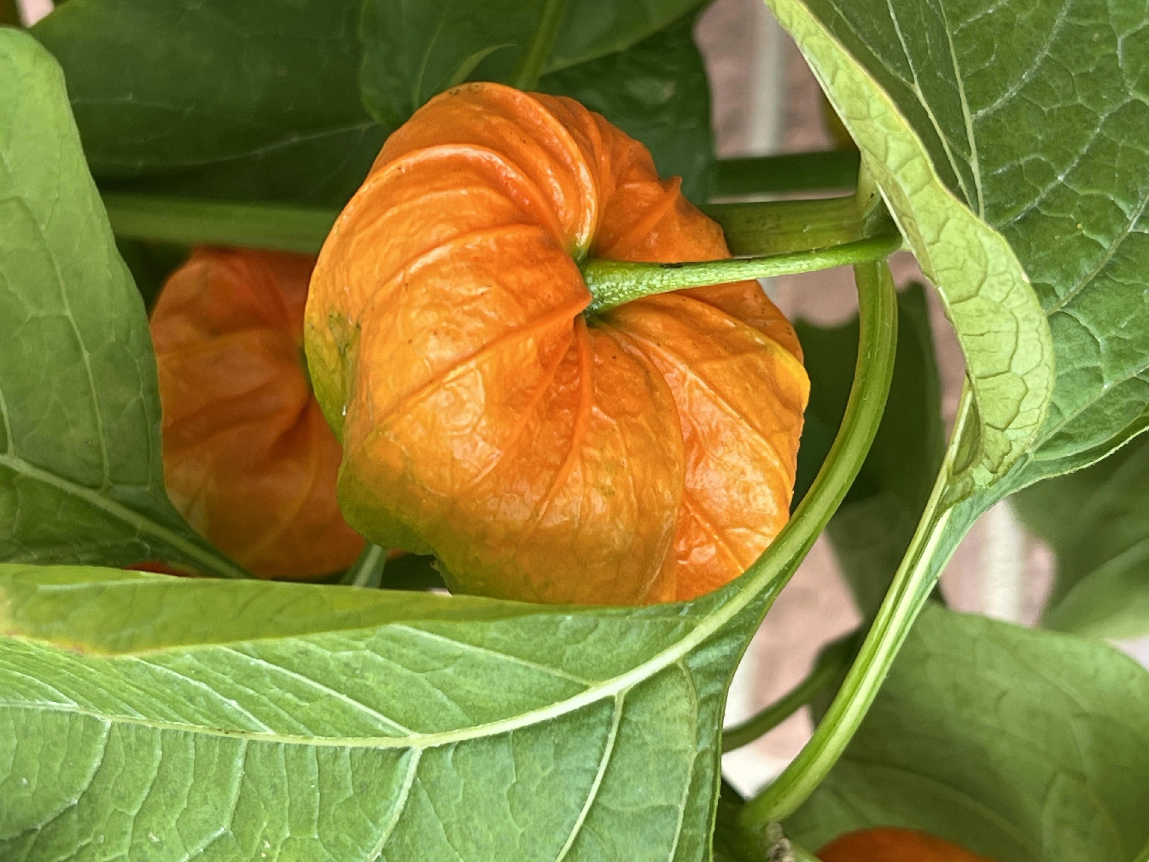 Orange Frucht in grünen Blättern eingewickelt