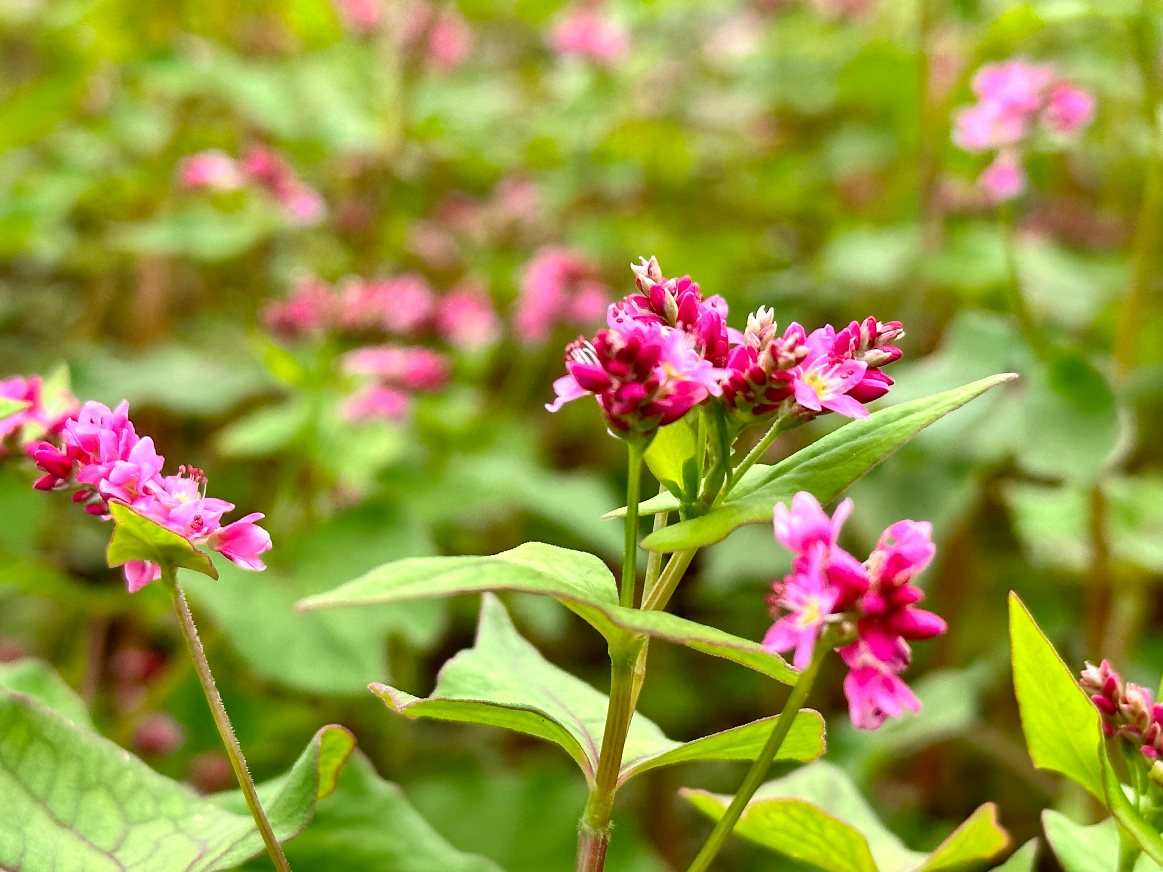 緑の葉に囲まれたピンクの小花が咲いている風景