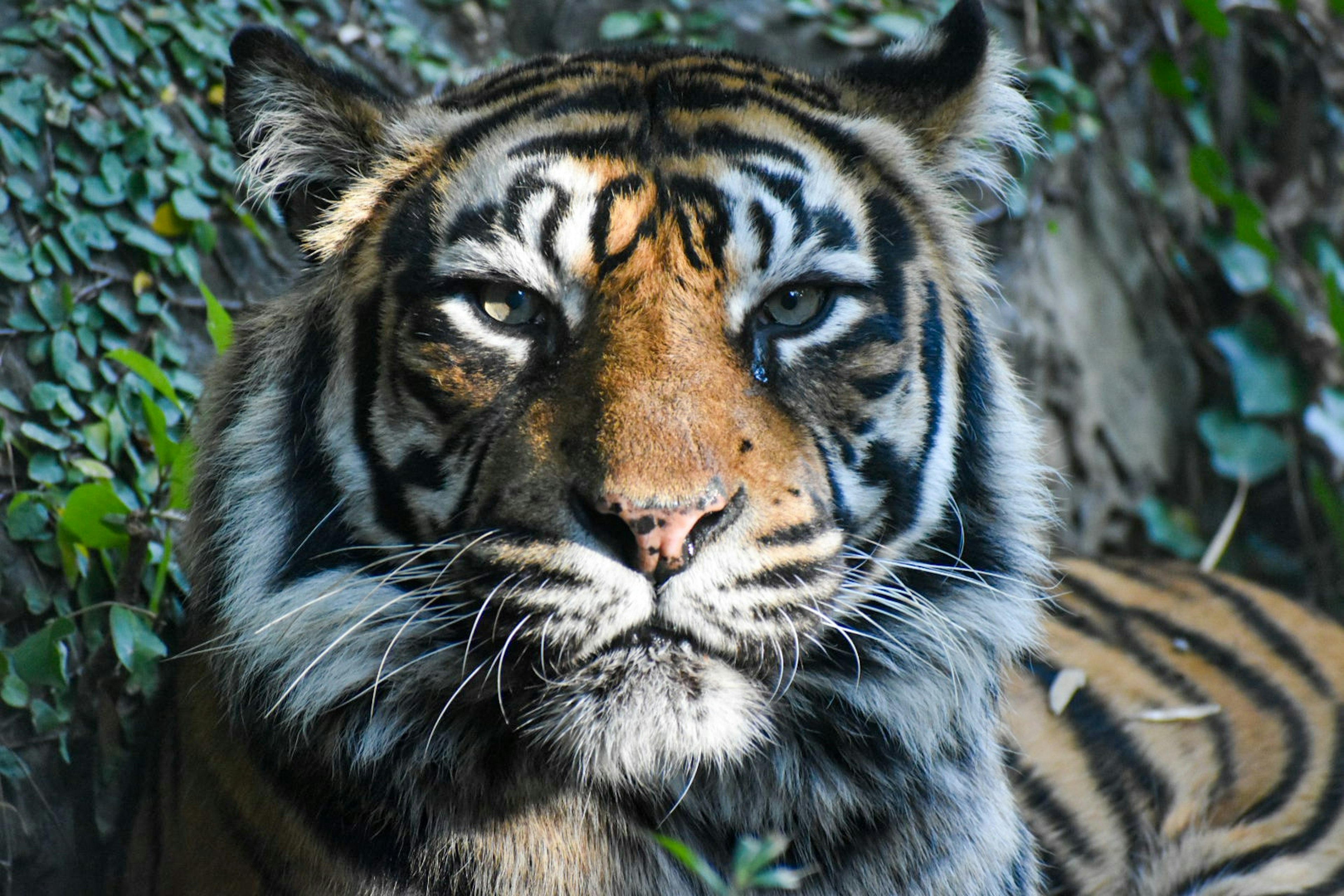 Close-up photo of a tiger facing forward with green leaves in the background