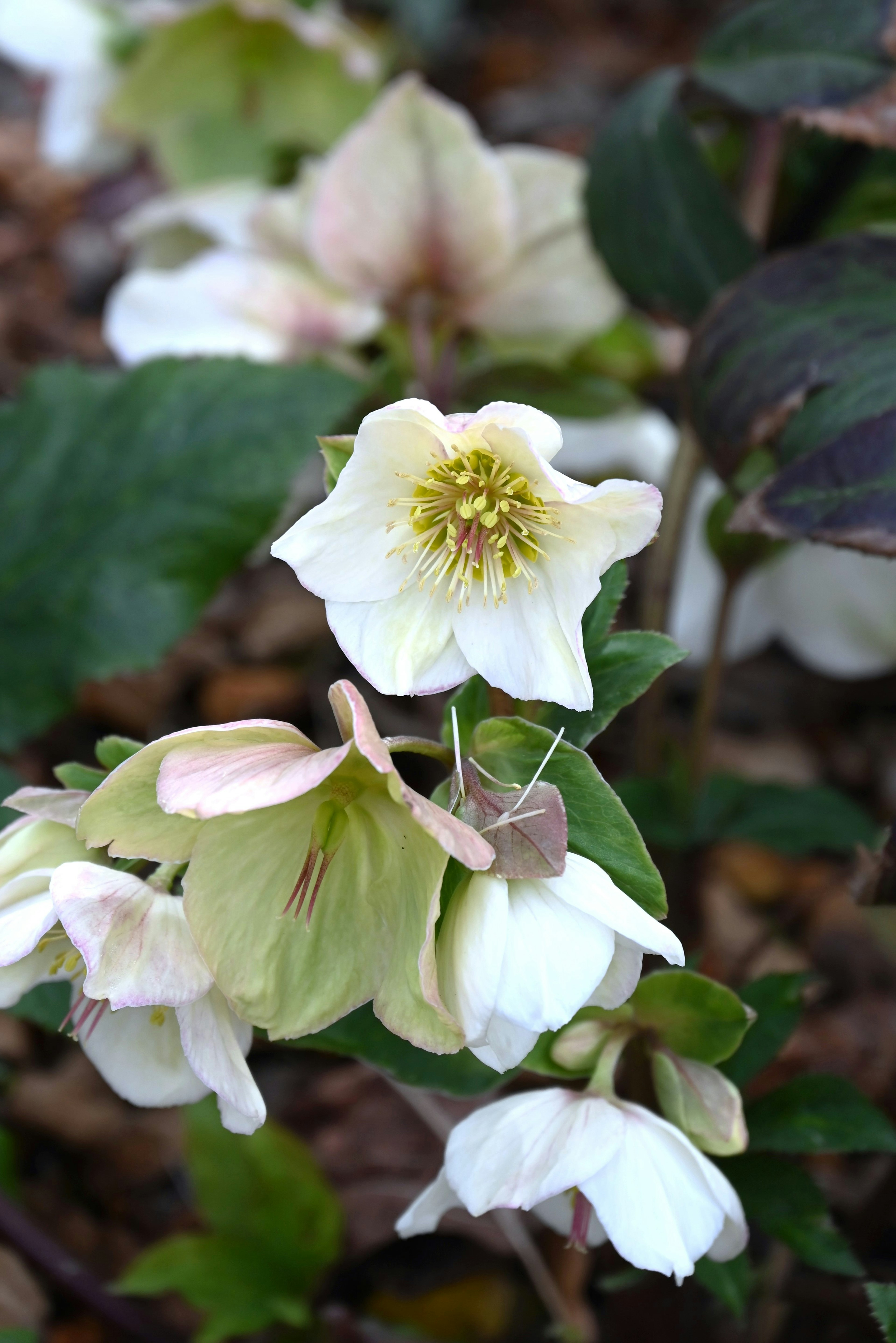 ภาพระยะใกล้ของพืช Helleborus ที่มีดอกไม้สีขาว