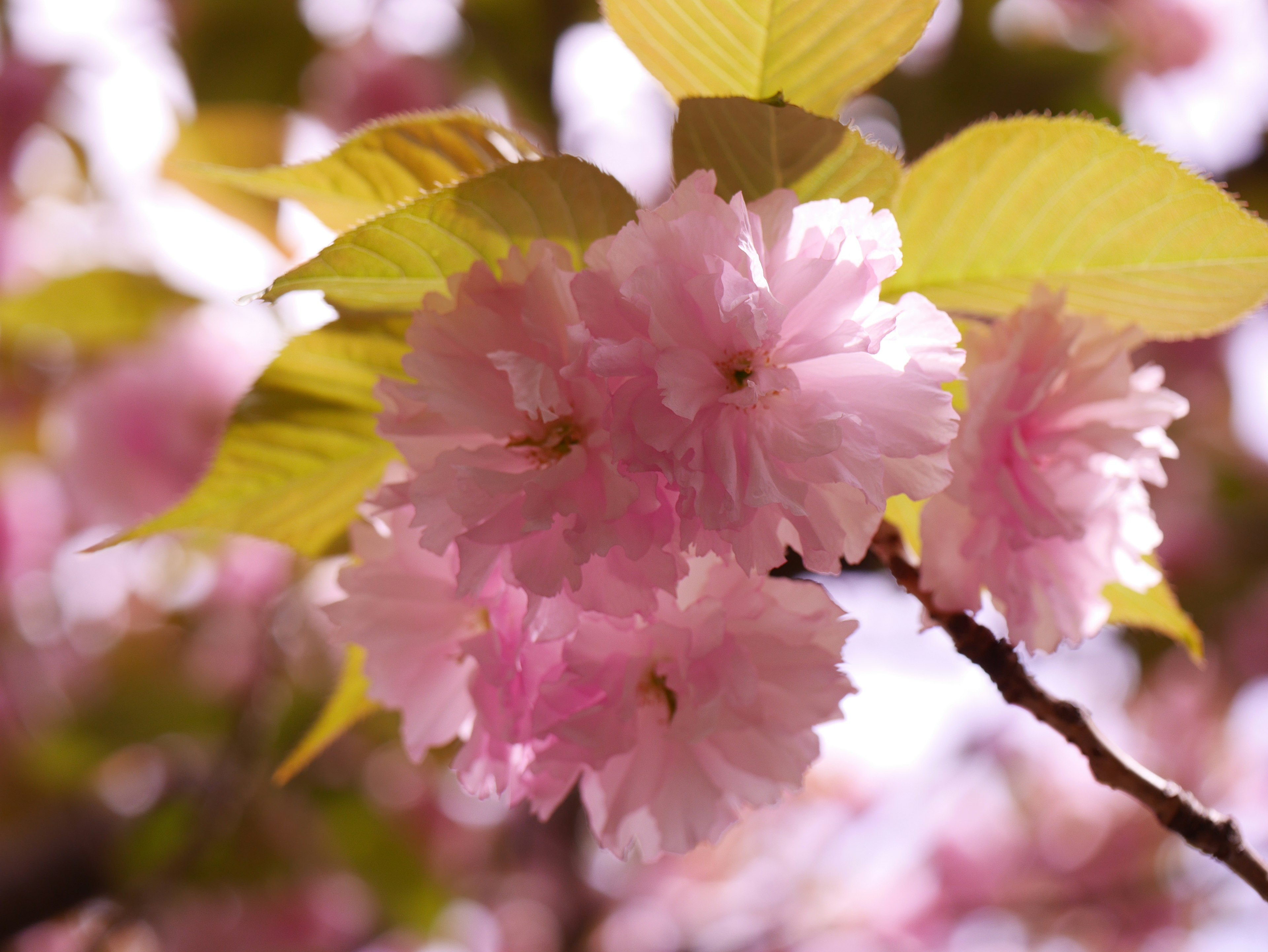 桜の花が咲いている枝のクローズアップ