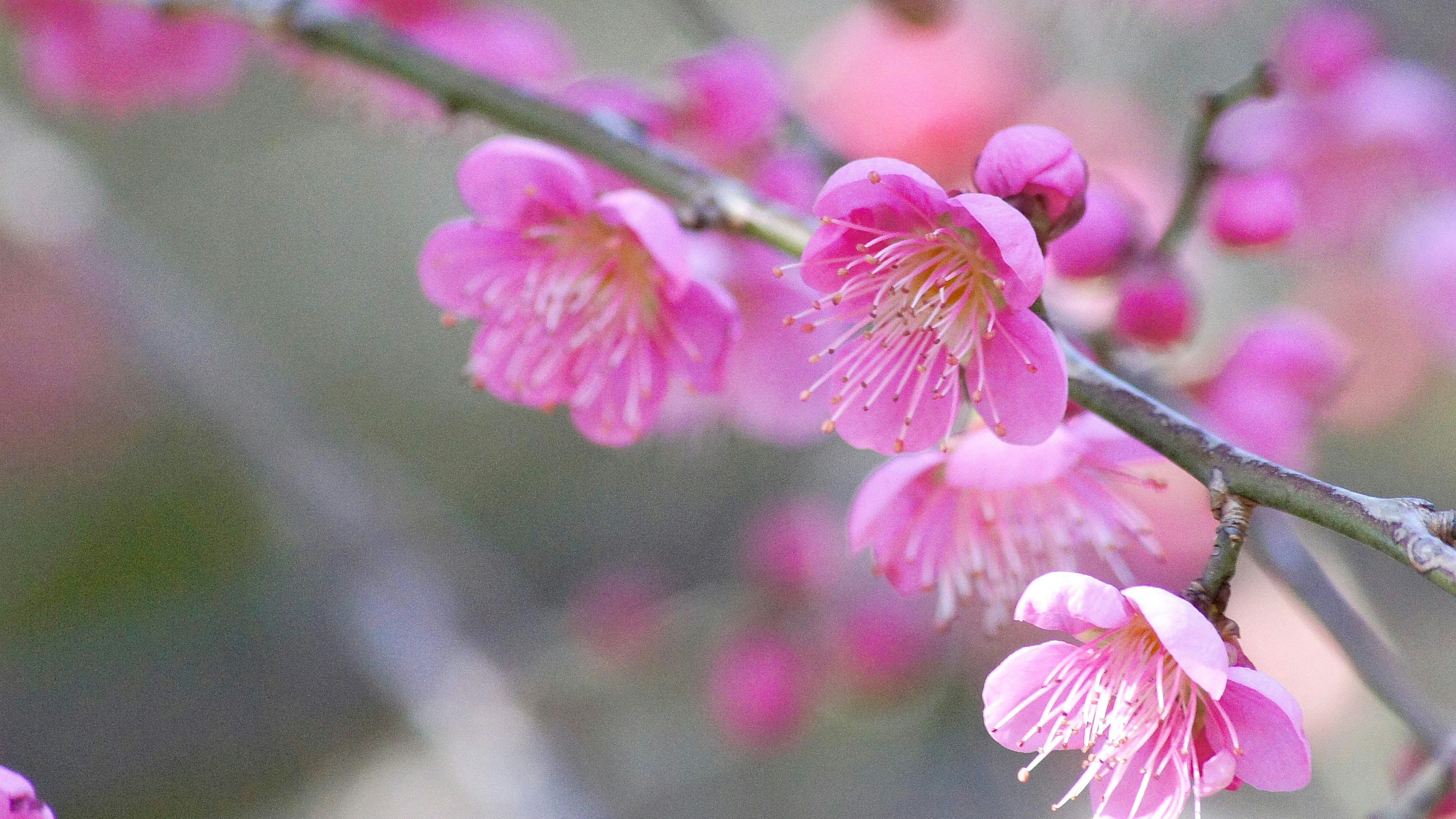 盛开枝条上的粉色花朵