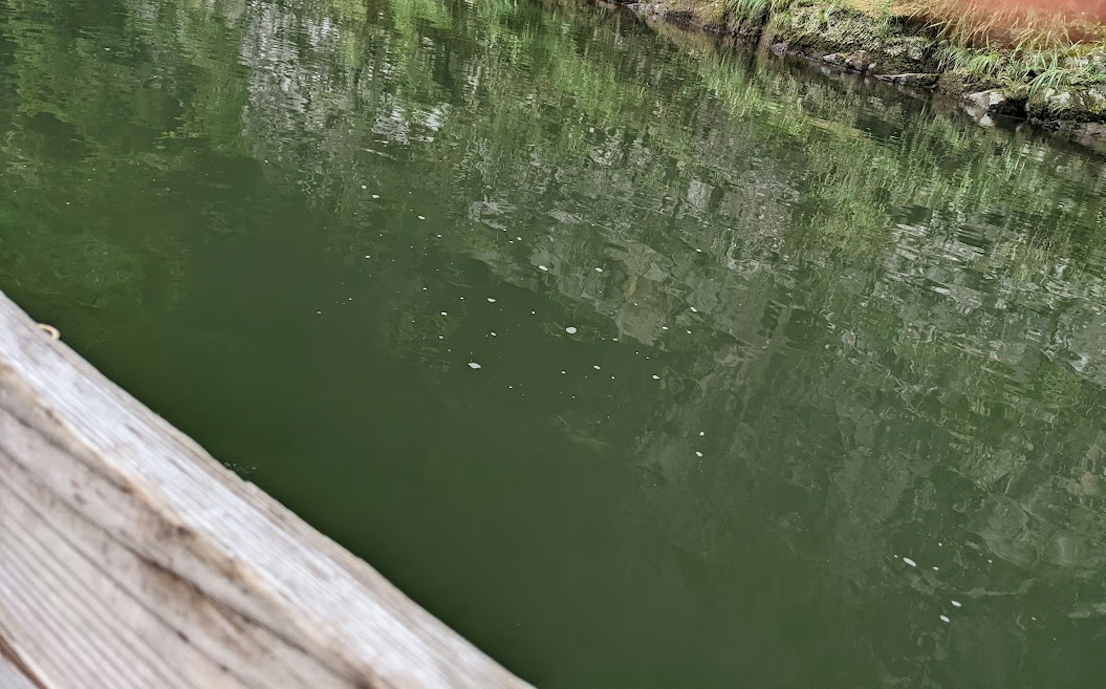 緑色の水面と木製の手すりが見える風景