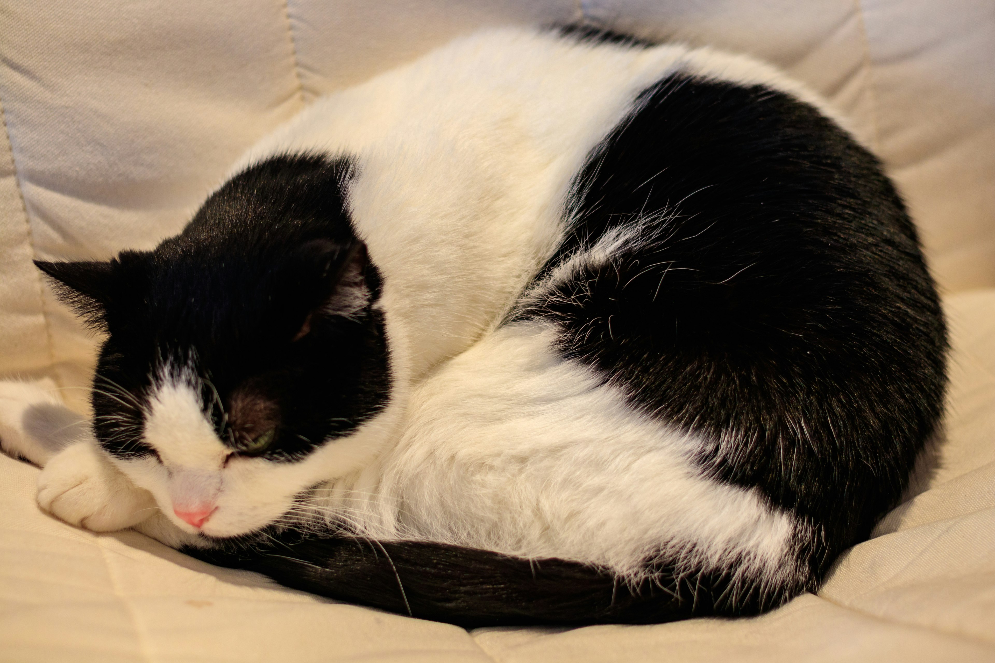 A black and white cat curled up sleeping on a cream-colored sofa