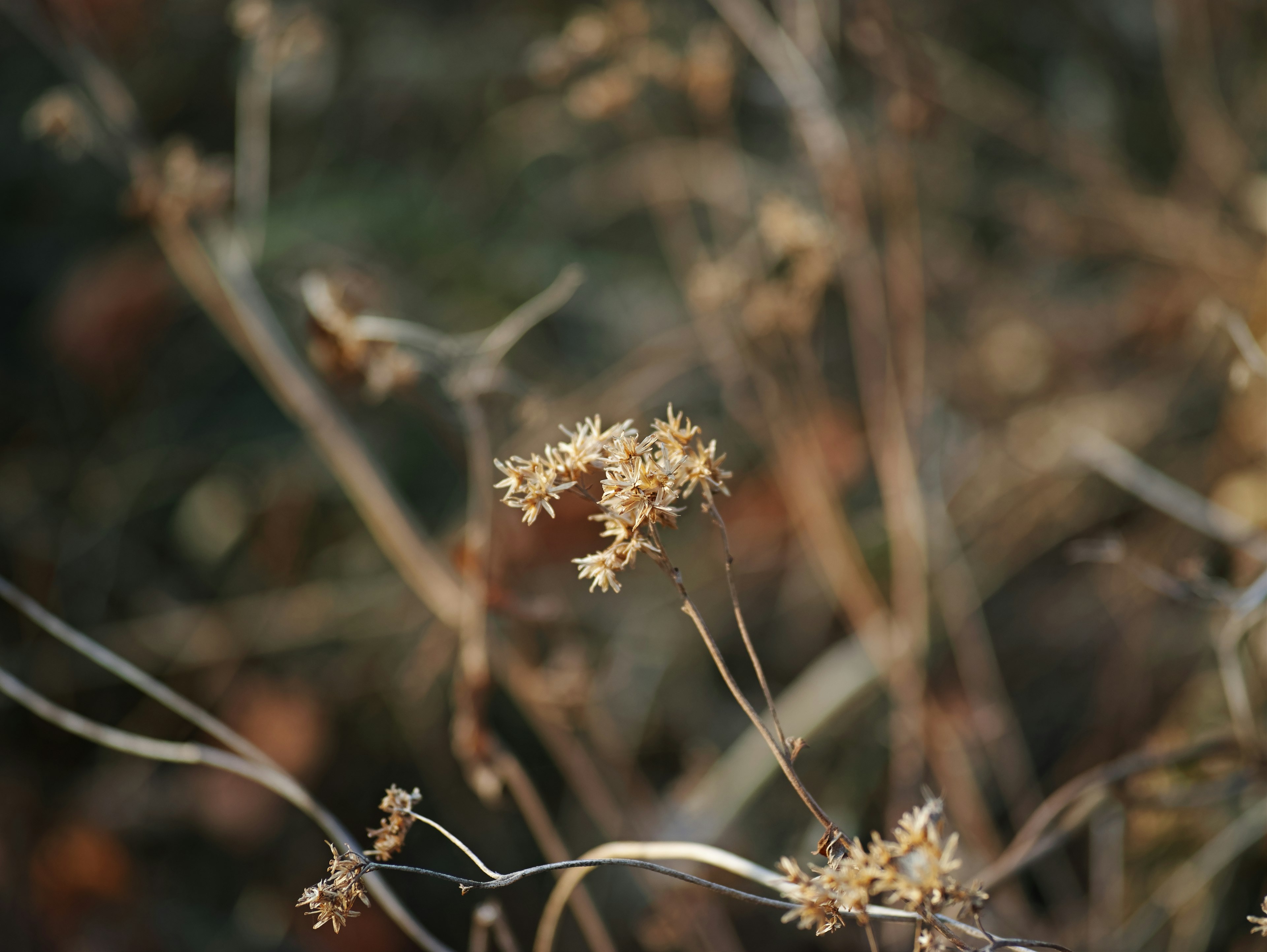 乾燥した植物の茎と小さな花が目立つ自然の風景