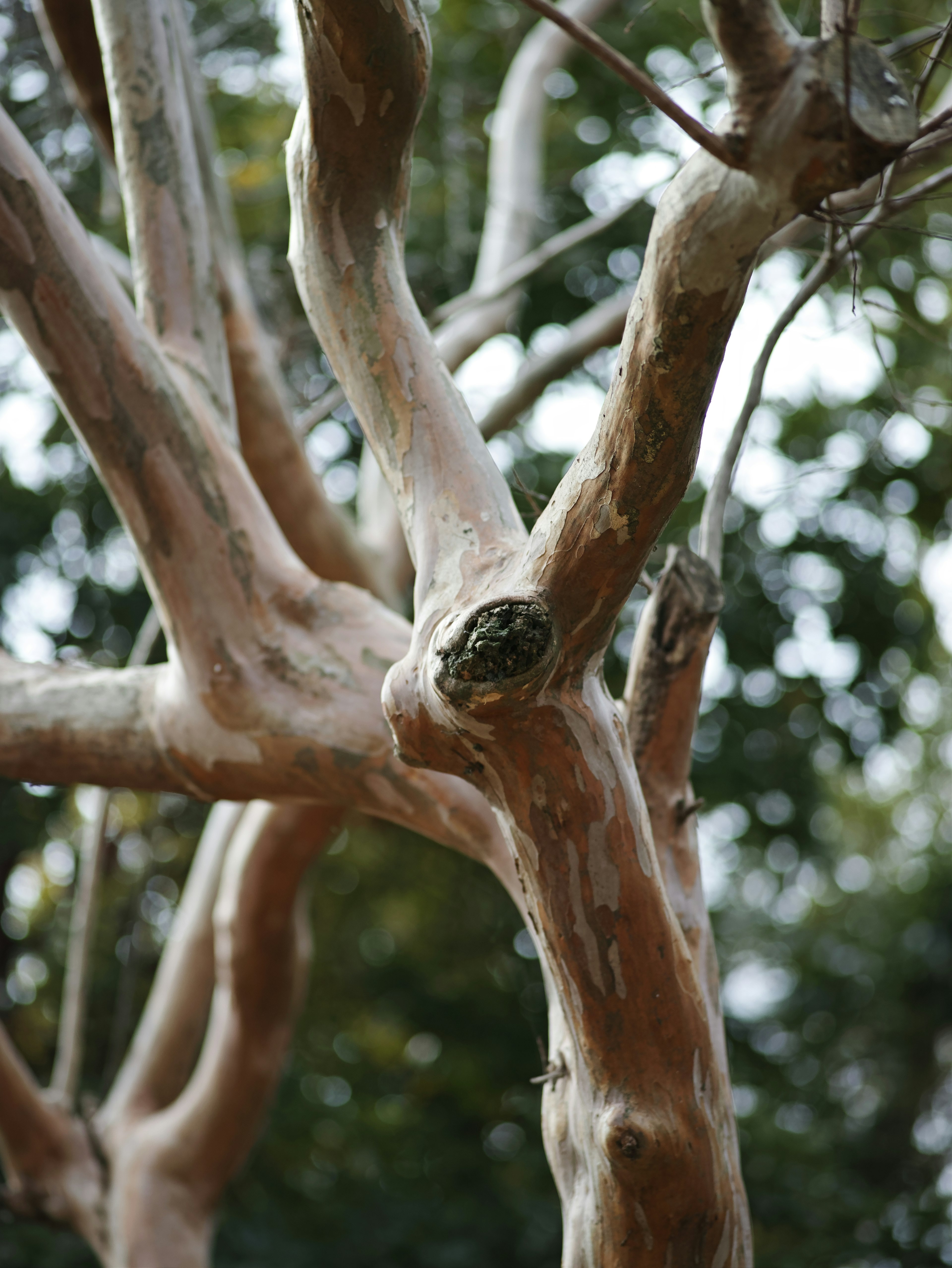 Complex branching structure of a tree with smooth bark