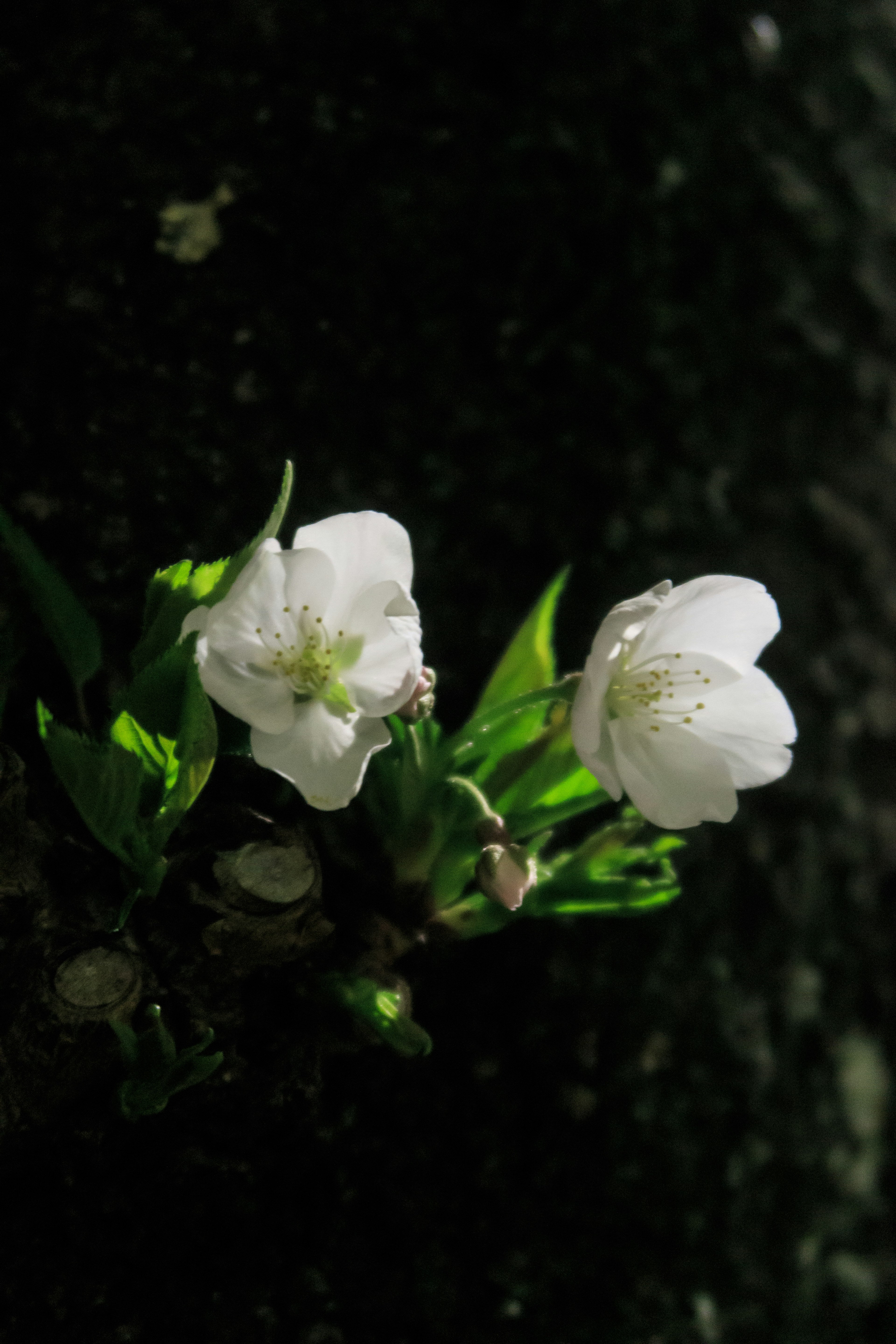 黒い幹に咲く白い花と緑の葉