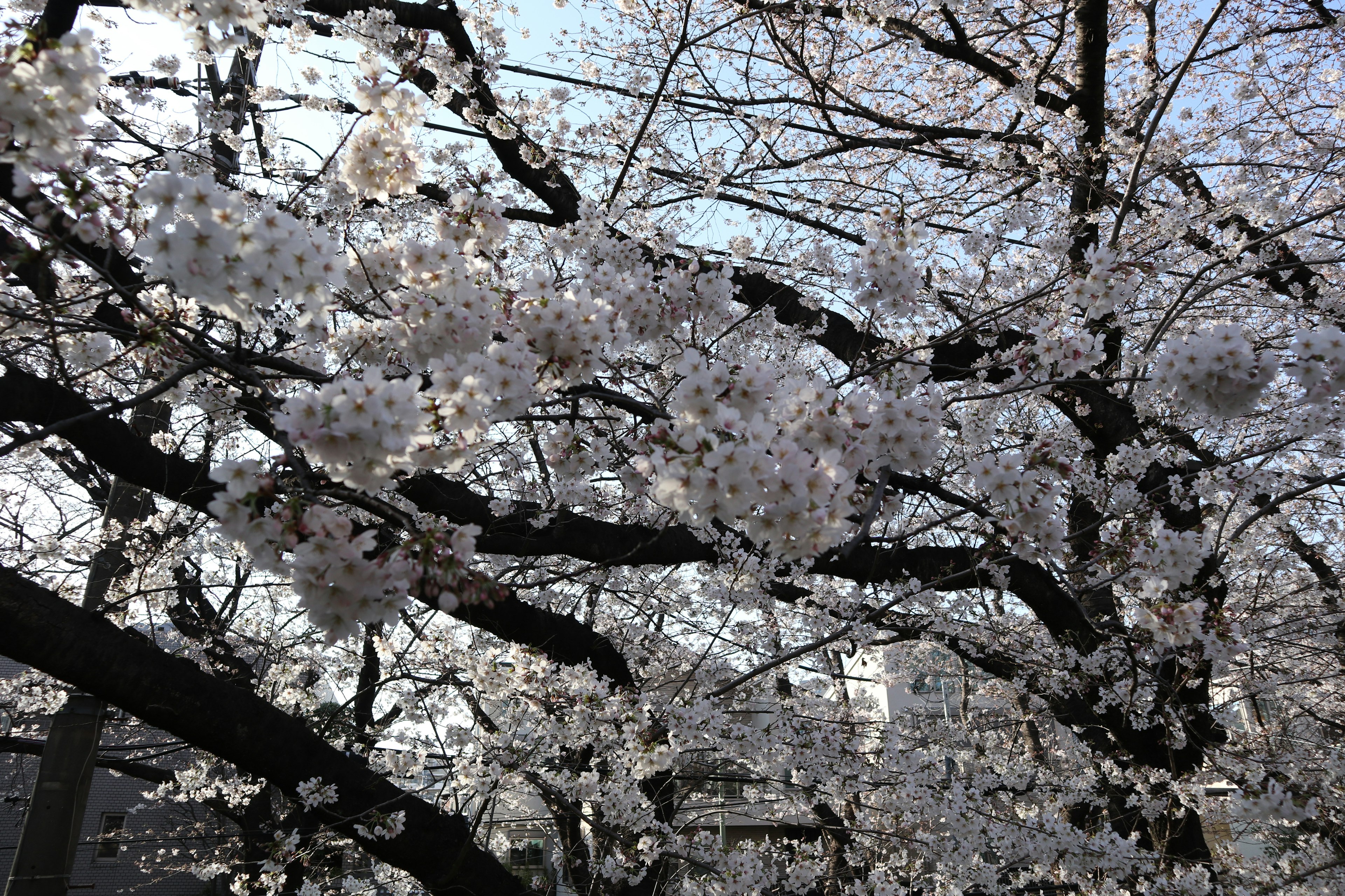 Kedekatan cabang bunga sakura yang mekar