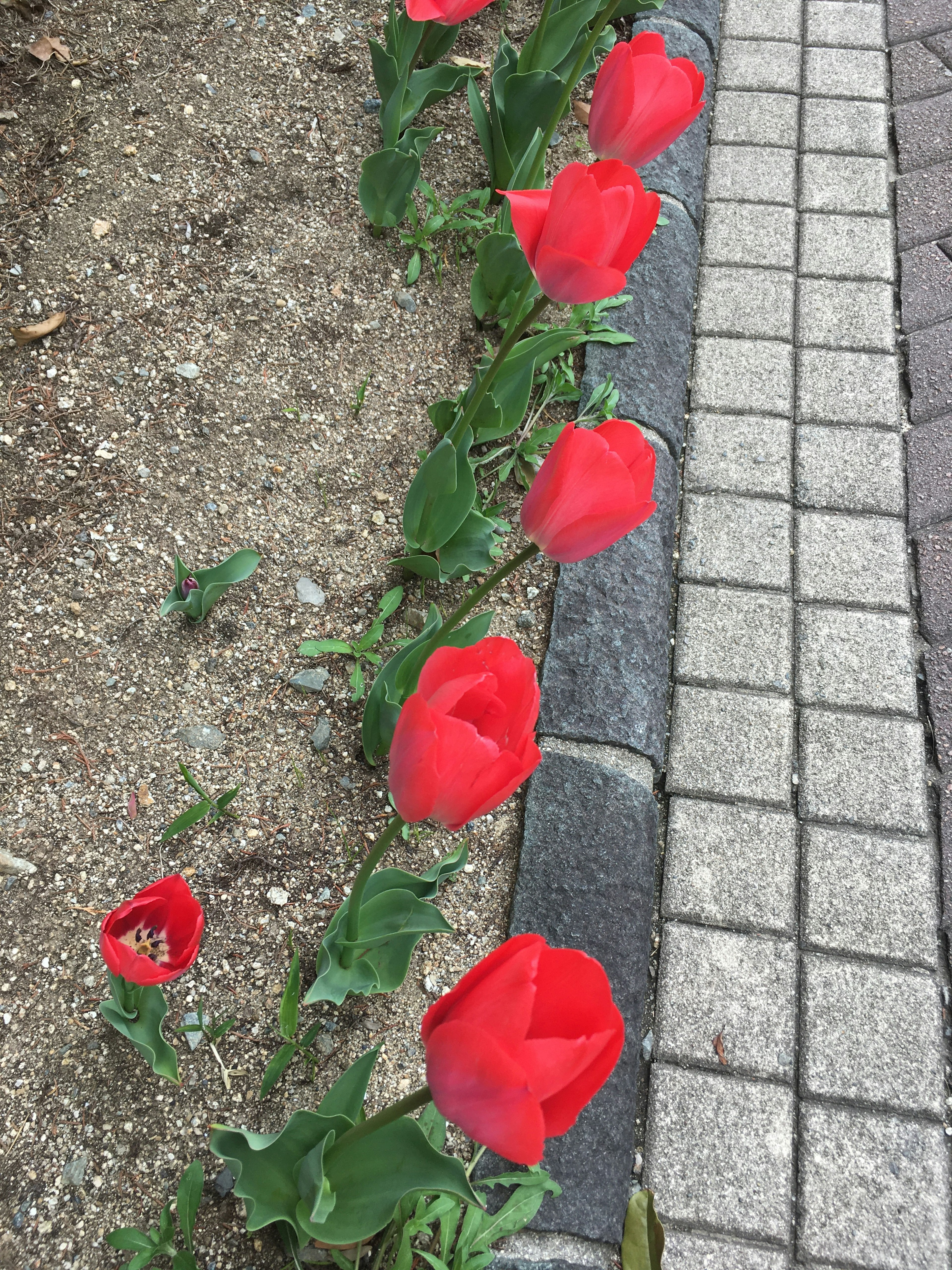 Rangée de tulipes rouges le long d'un chemin