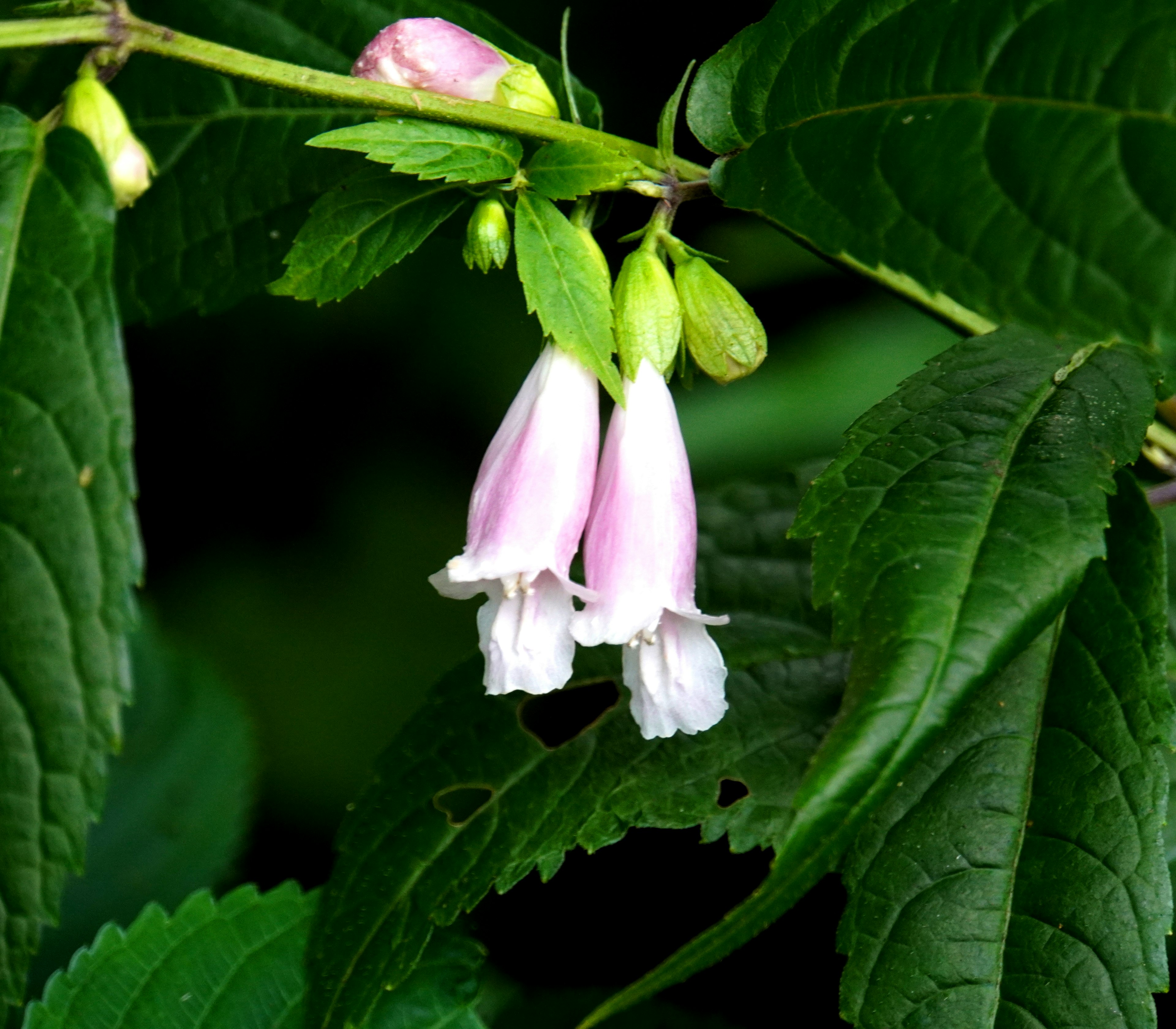 Cluster von rosa Blumen zwischen grünen Blättern