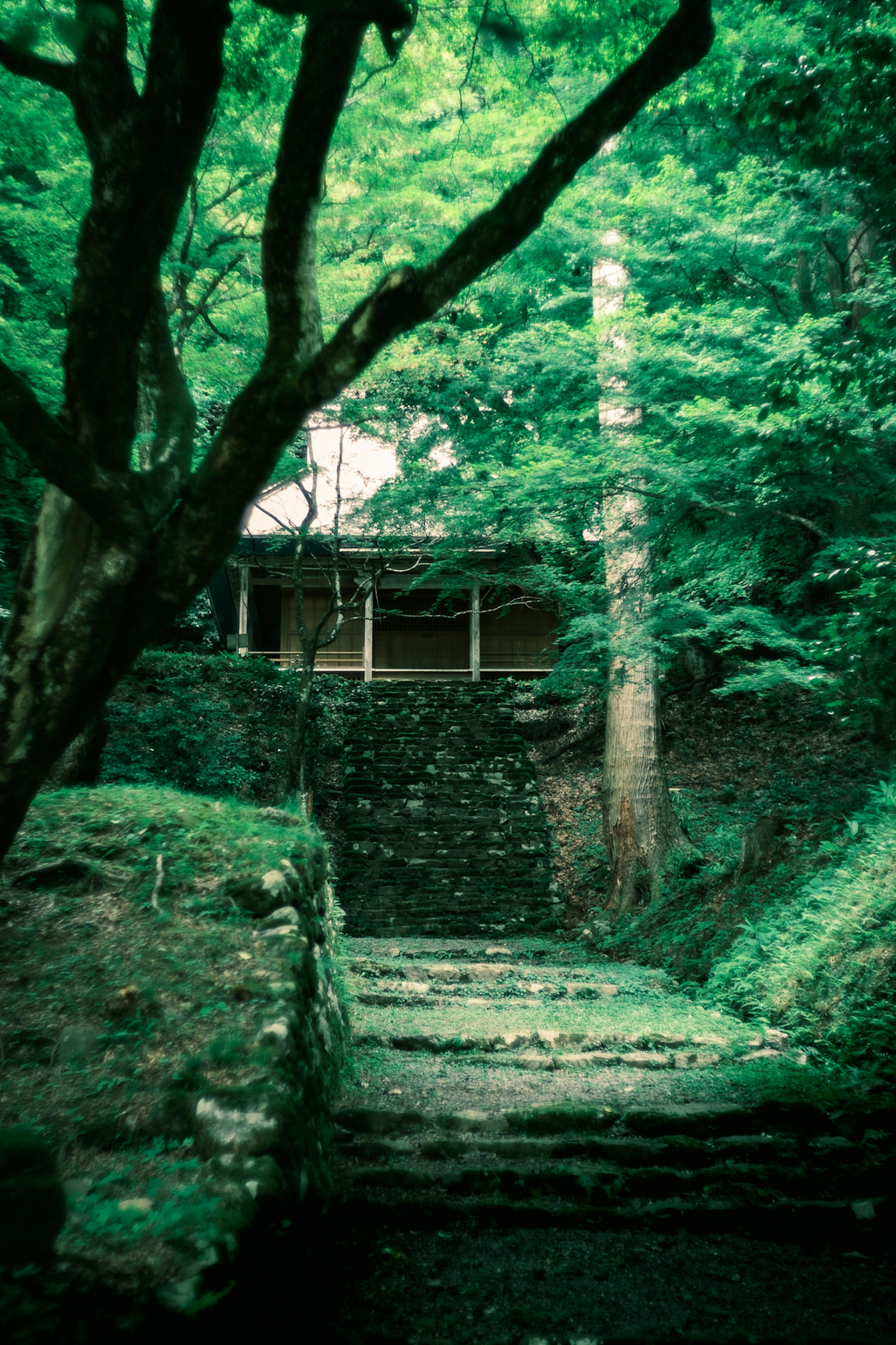 Old stone steps surrounded by lush greenery with a building in the background