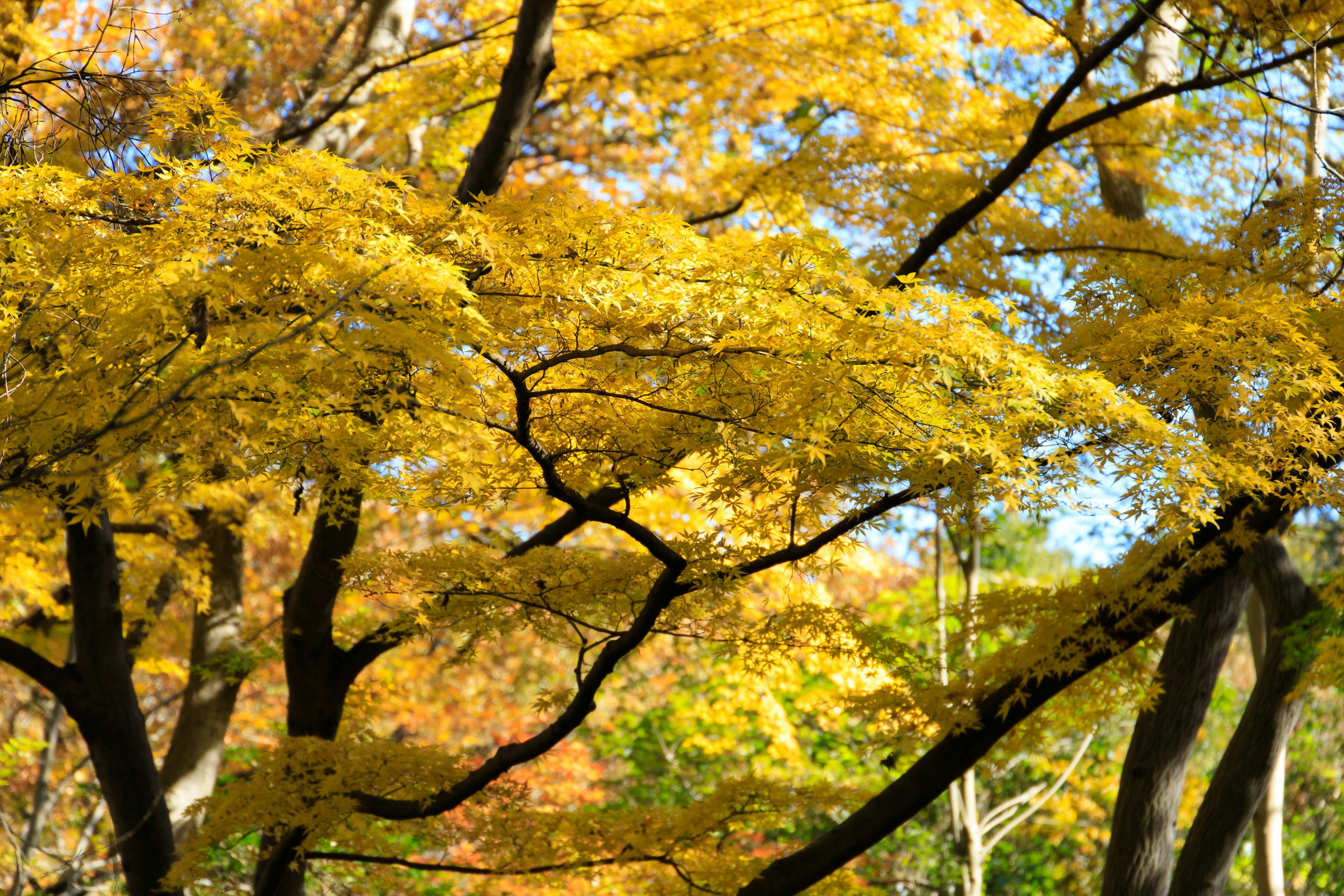 秋の黄色い葉を持つ木々の風景