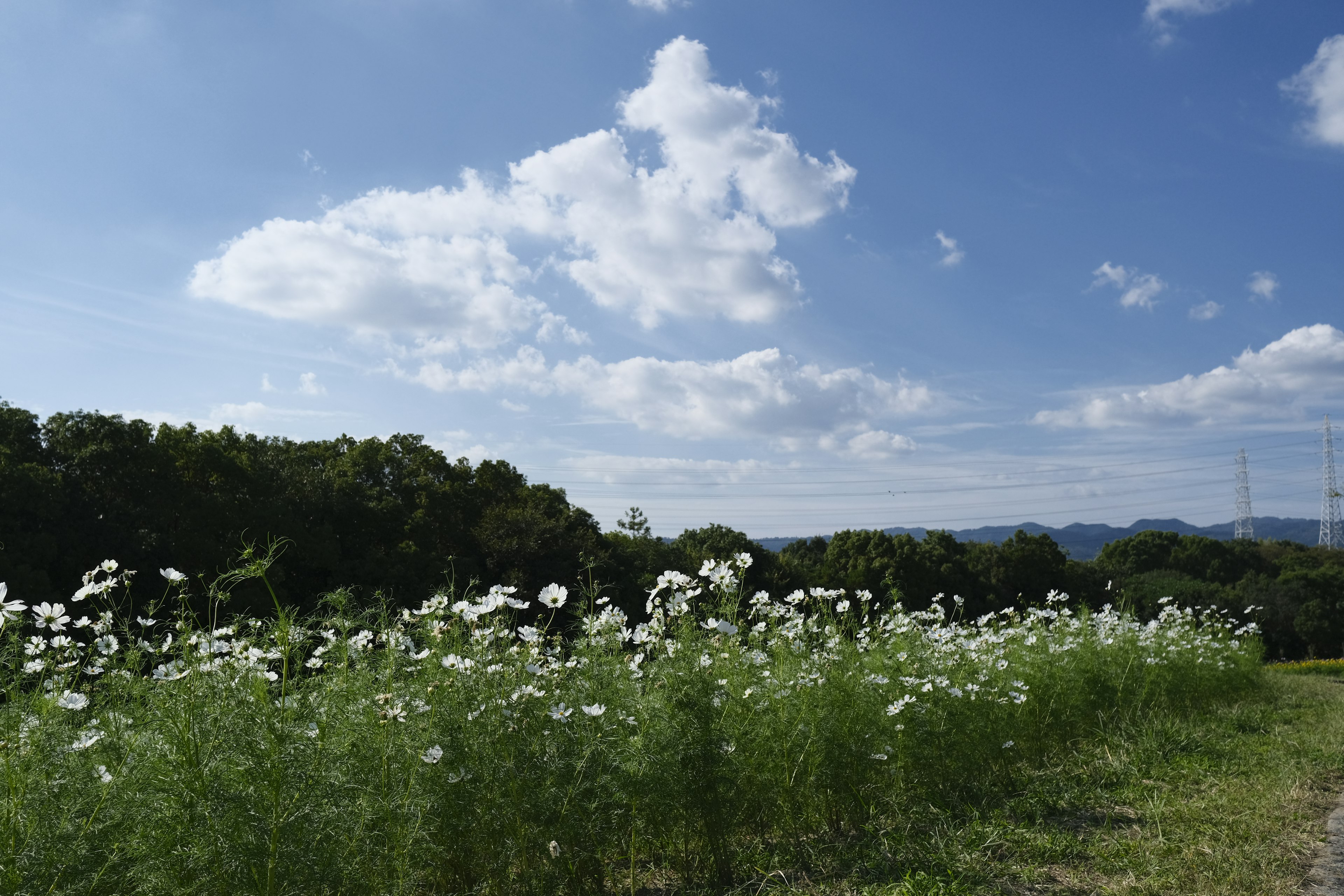 A landscape featuring a blue sky and blooming white flowers in a grassy field