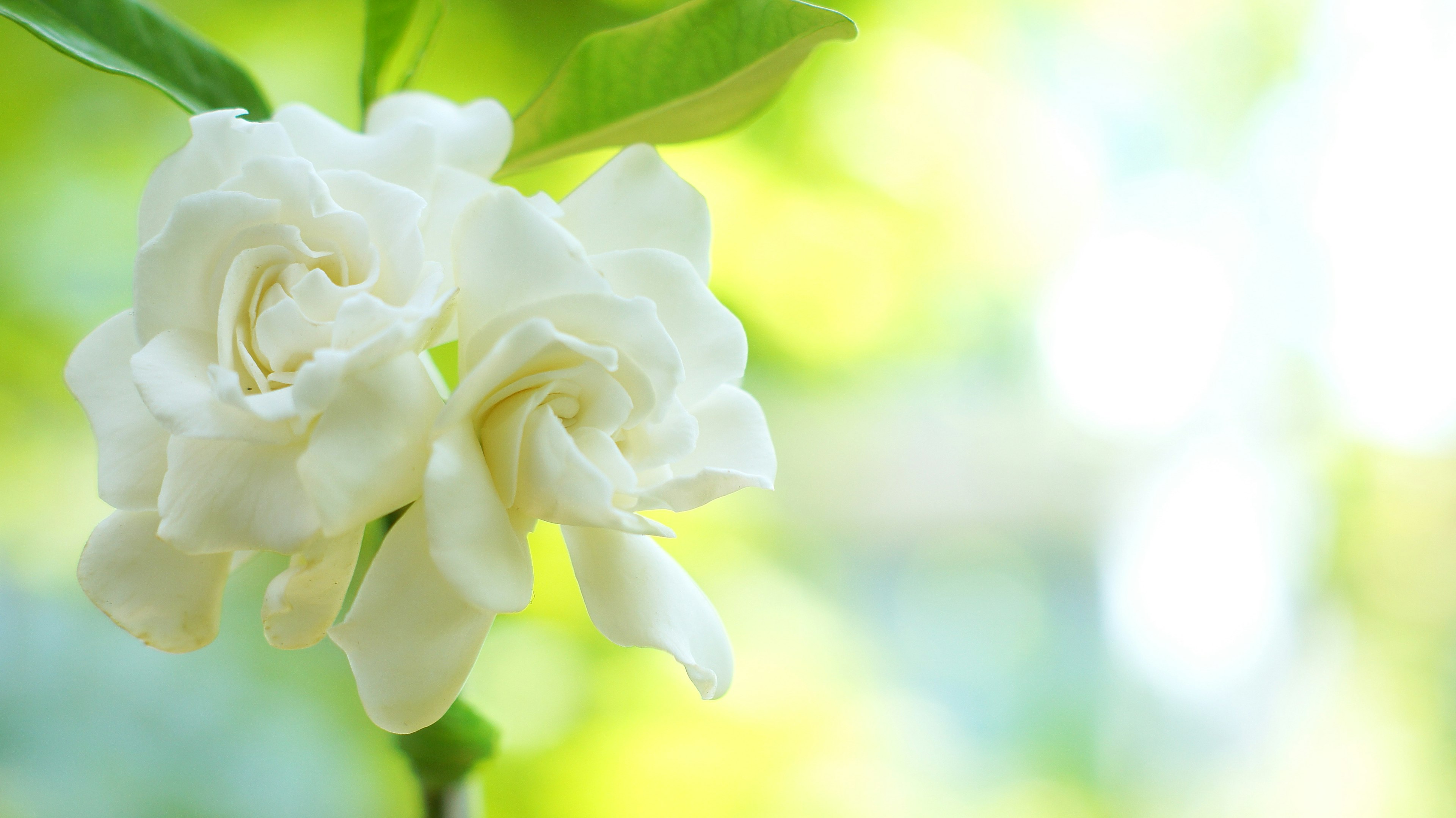 White gardenia flowers blooming against a green background