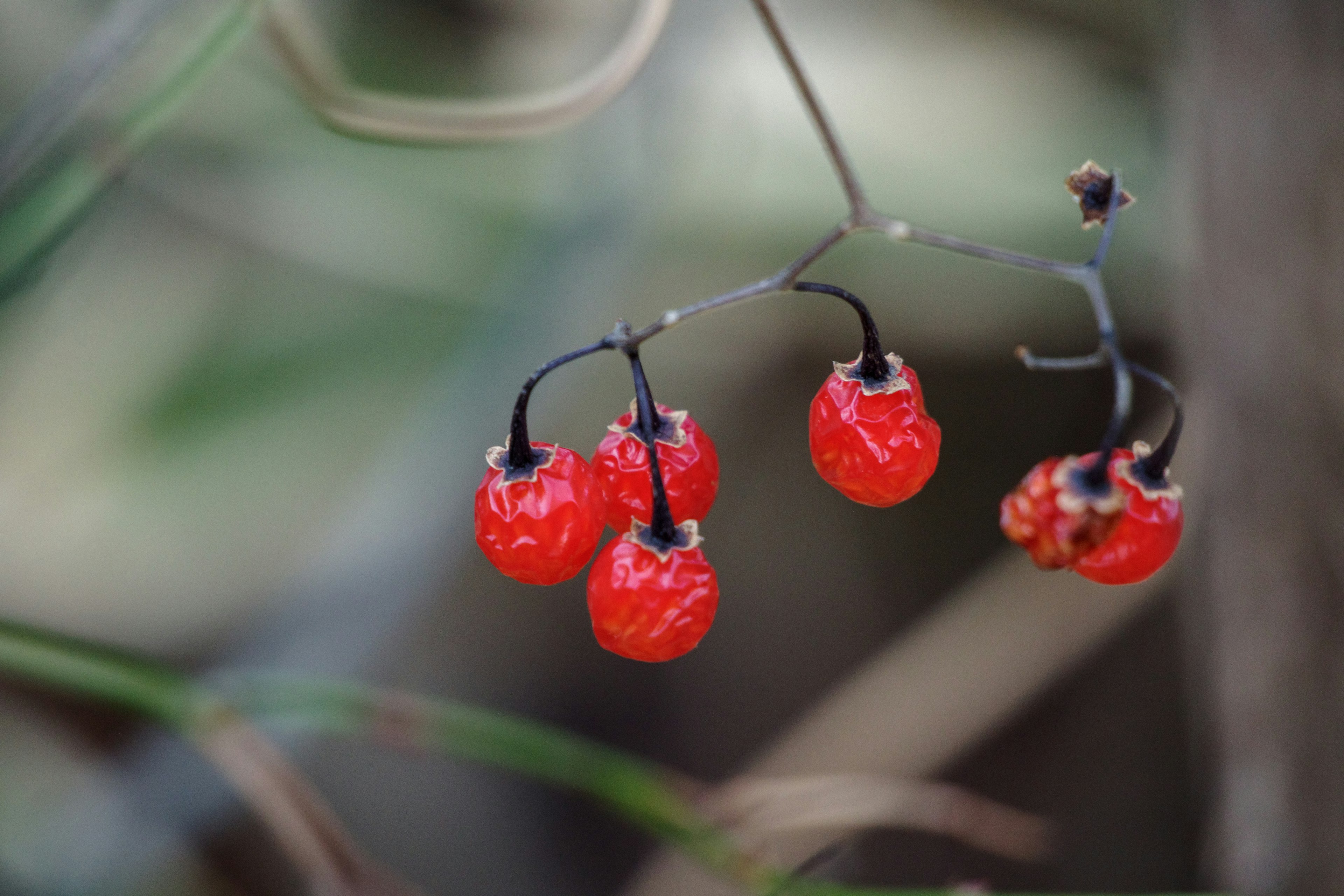 Foto de una rama delgada con bayas rojas brillantes