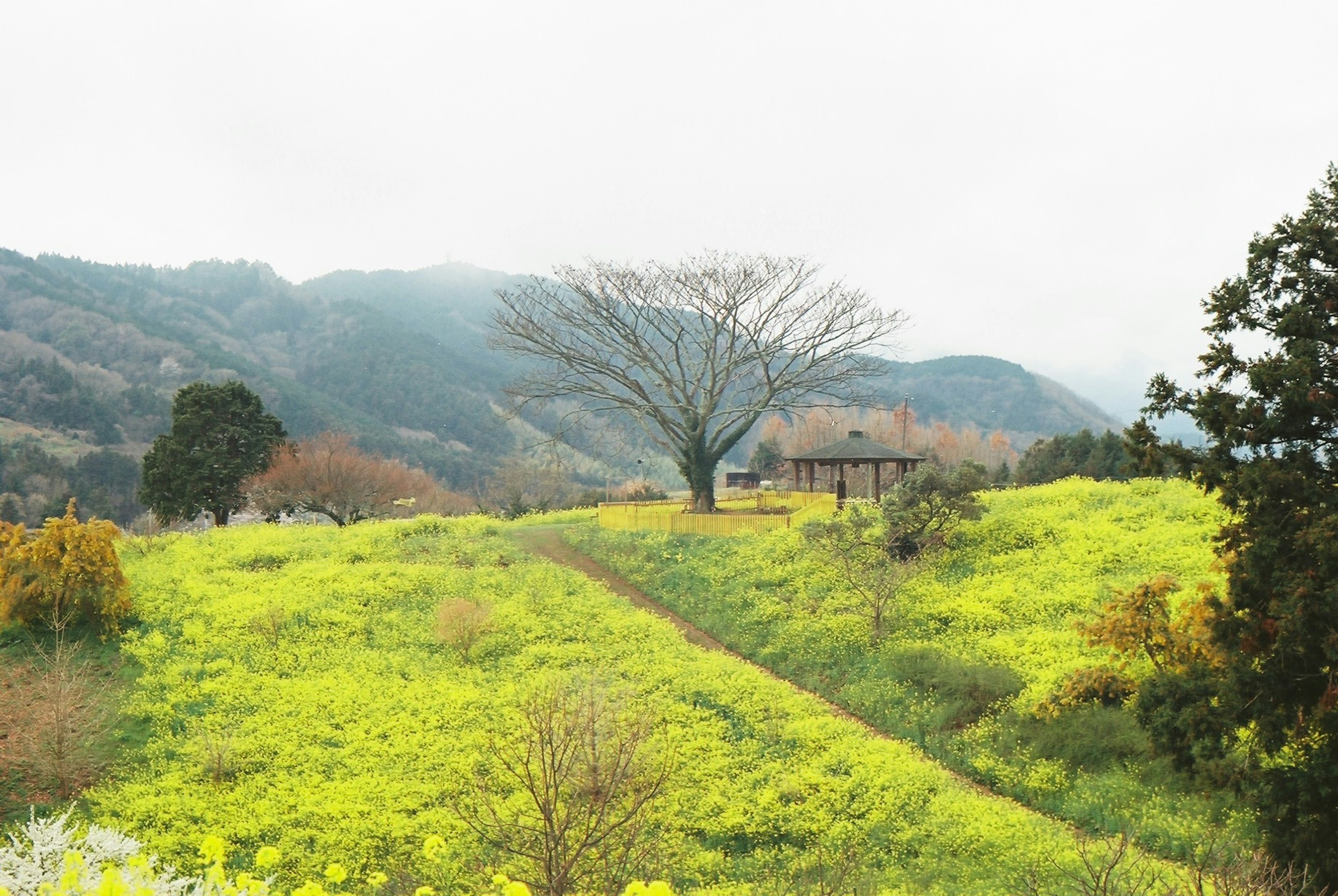 A scenic landscape featuring a solitary tree and a small hut in a green meadow