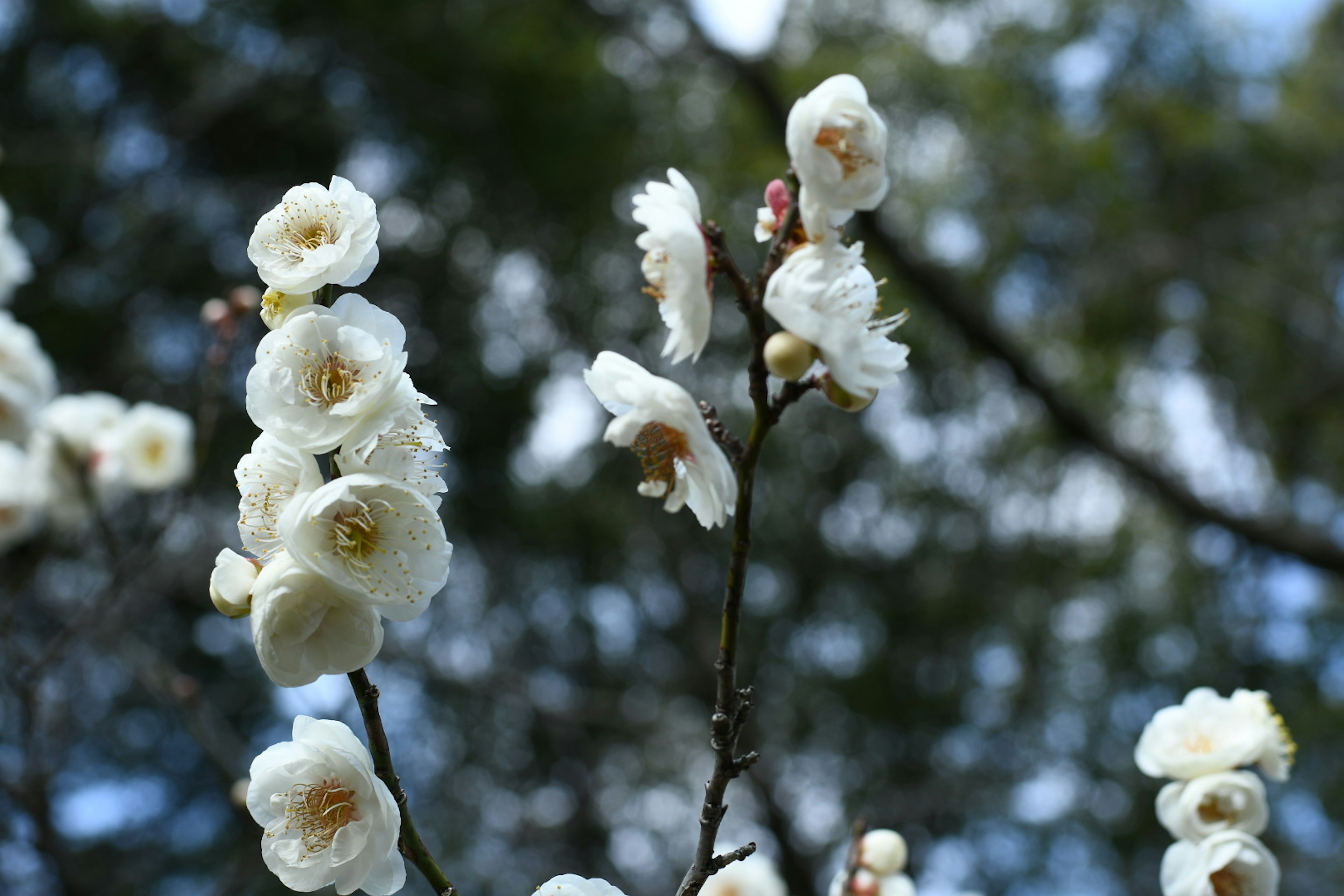 Close-up cabang pohon plum dengan bunga putih yang sedang mekar