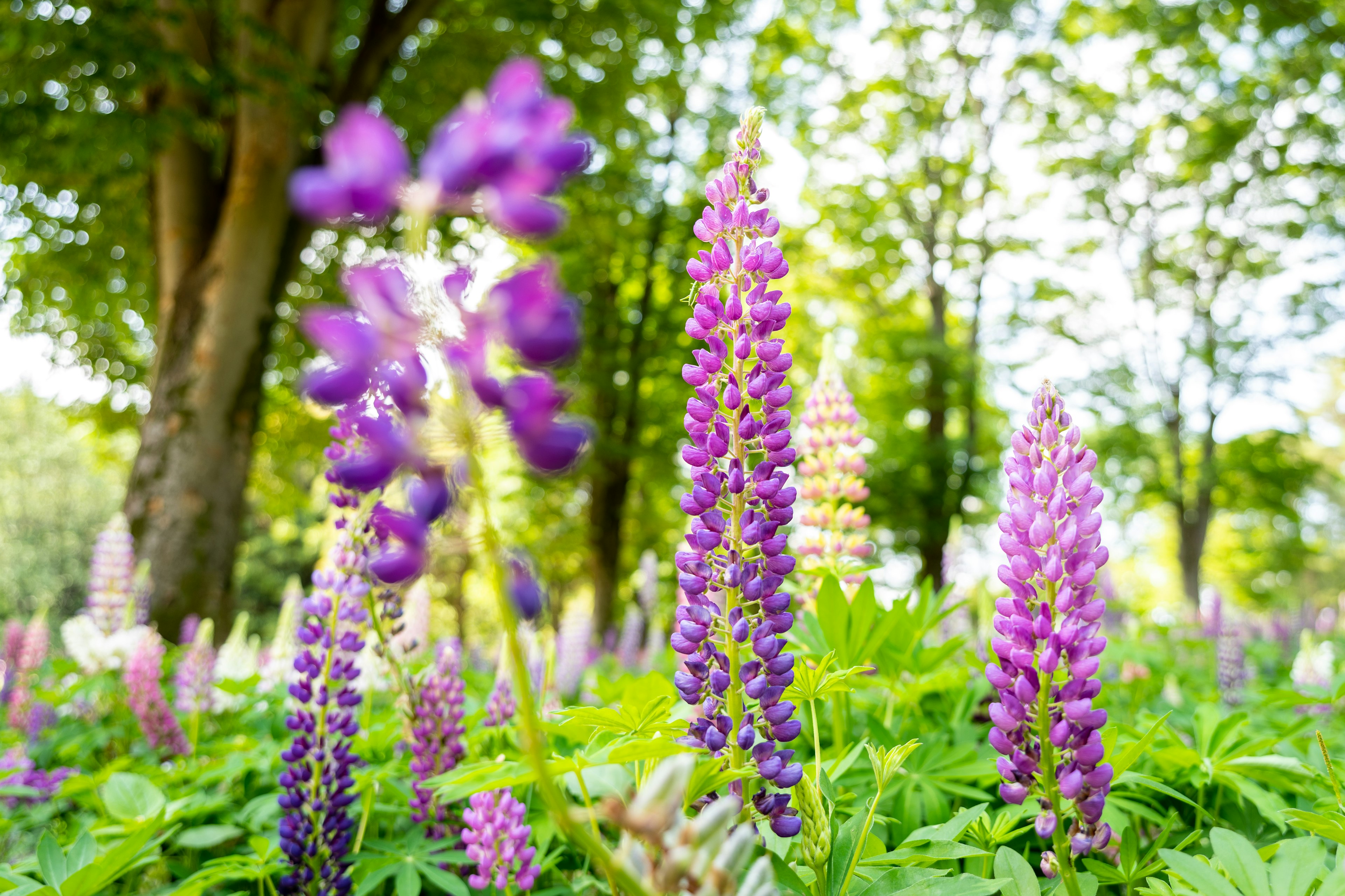 Scena di parco lussureggiante con lupini viola in fiore e fogliame verde