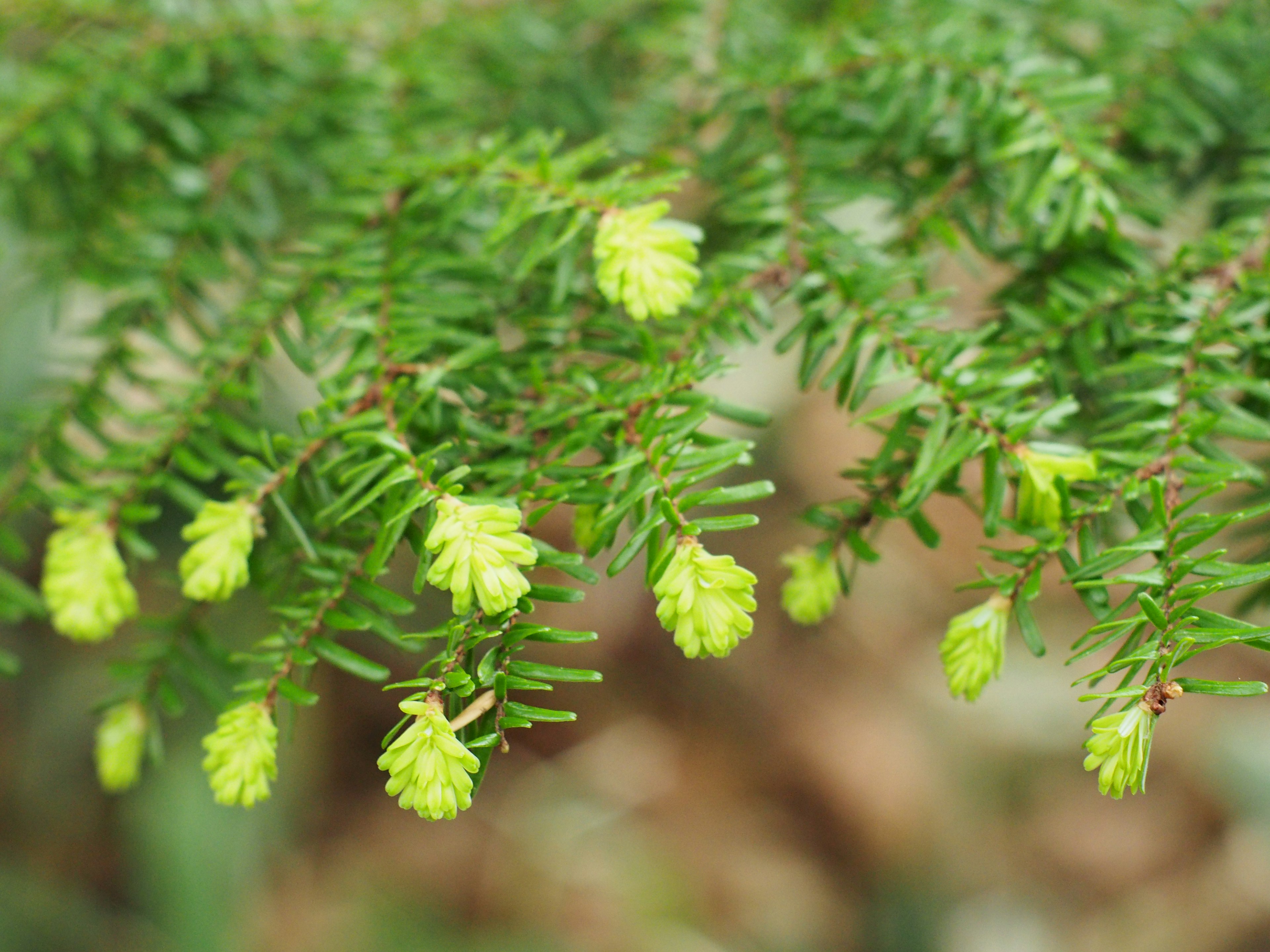 Small light green cones growing among green leaves