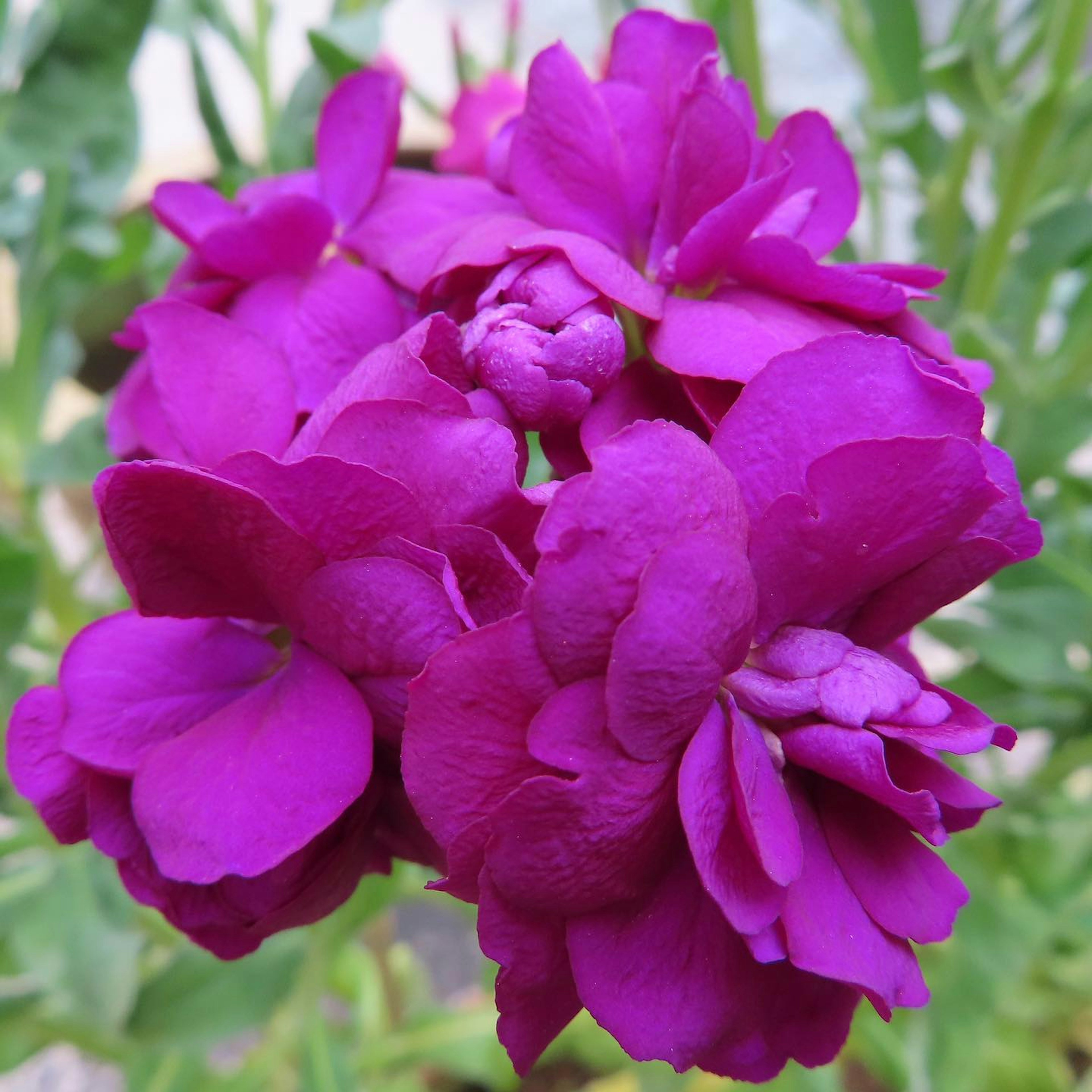 Cluster of vibrant purple flowers in full bloom