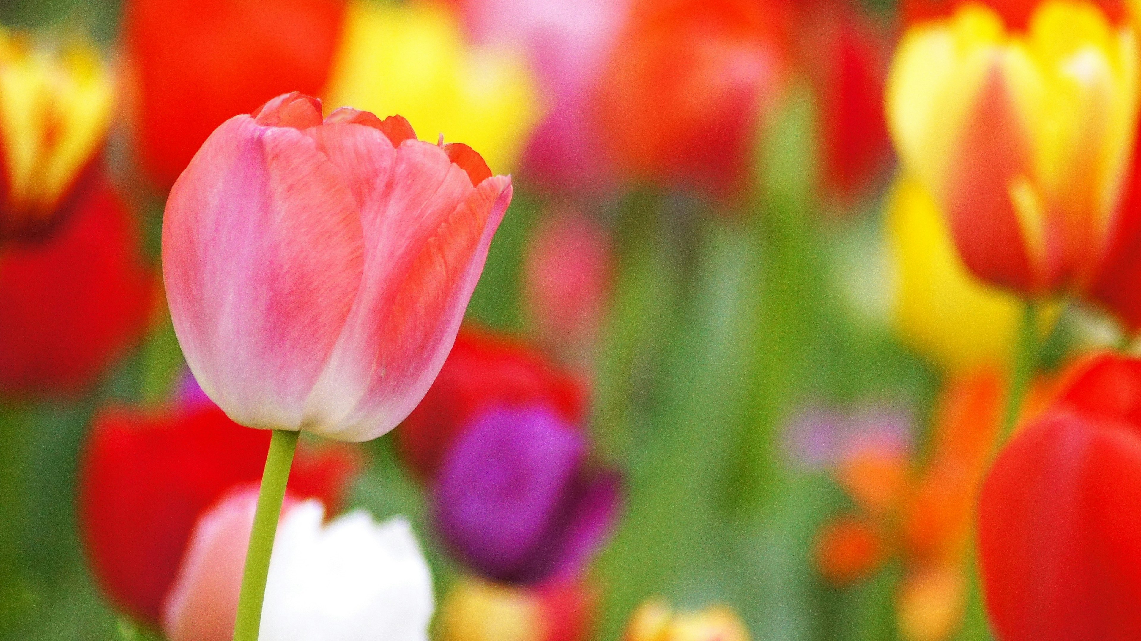 Pink tulip among a vibrant field of colorful tulips