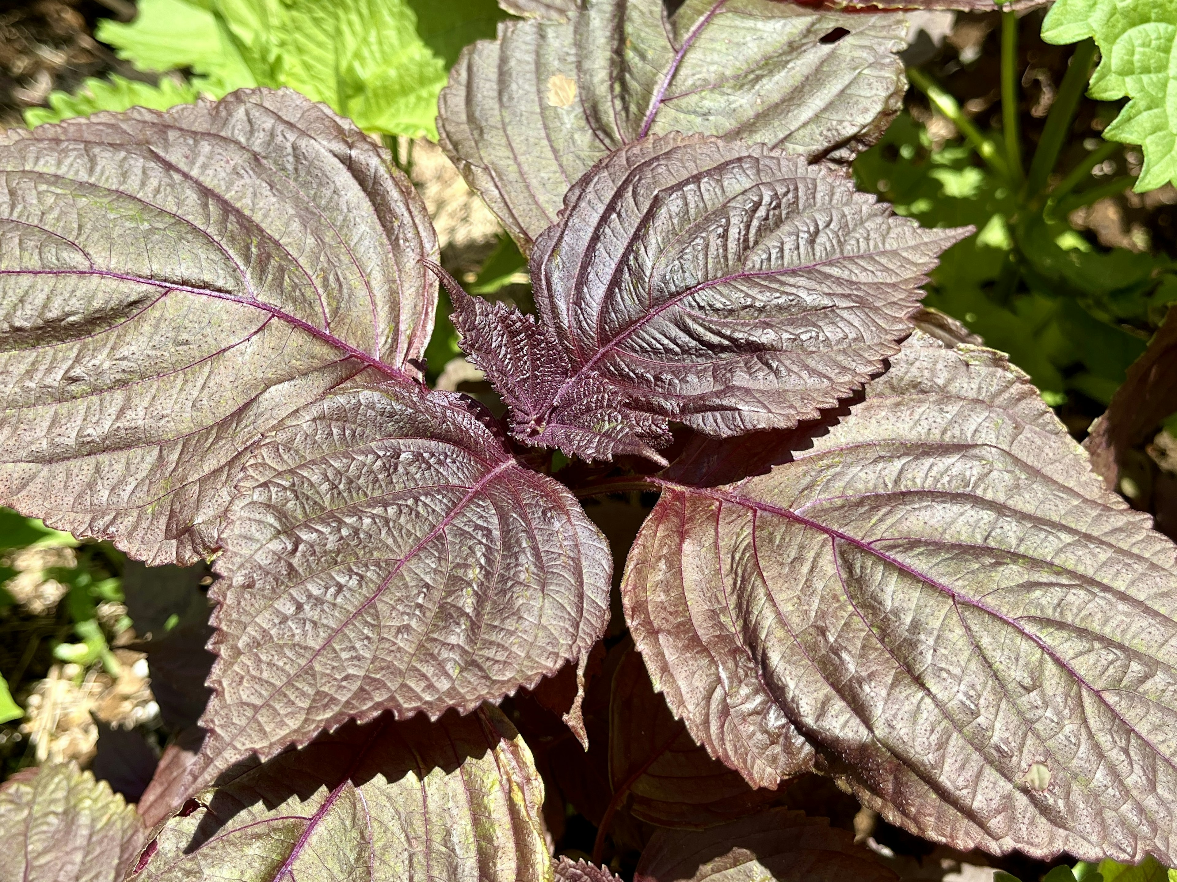 Primo piano di una pianta di shiso con foglie viola