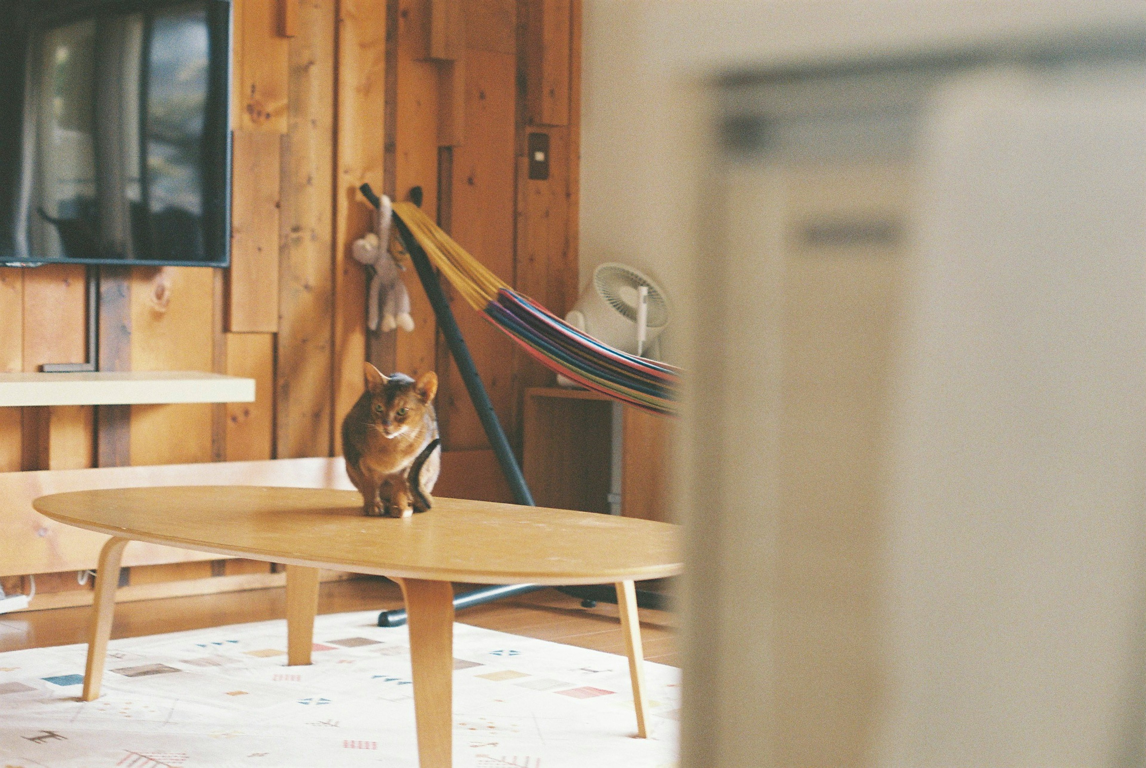 Eine Katze auf einem Holztisch in einem gemütlichen Raum mit Holzverkleidung