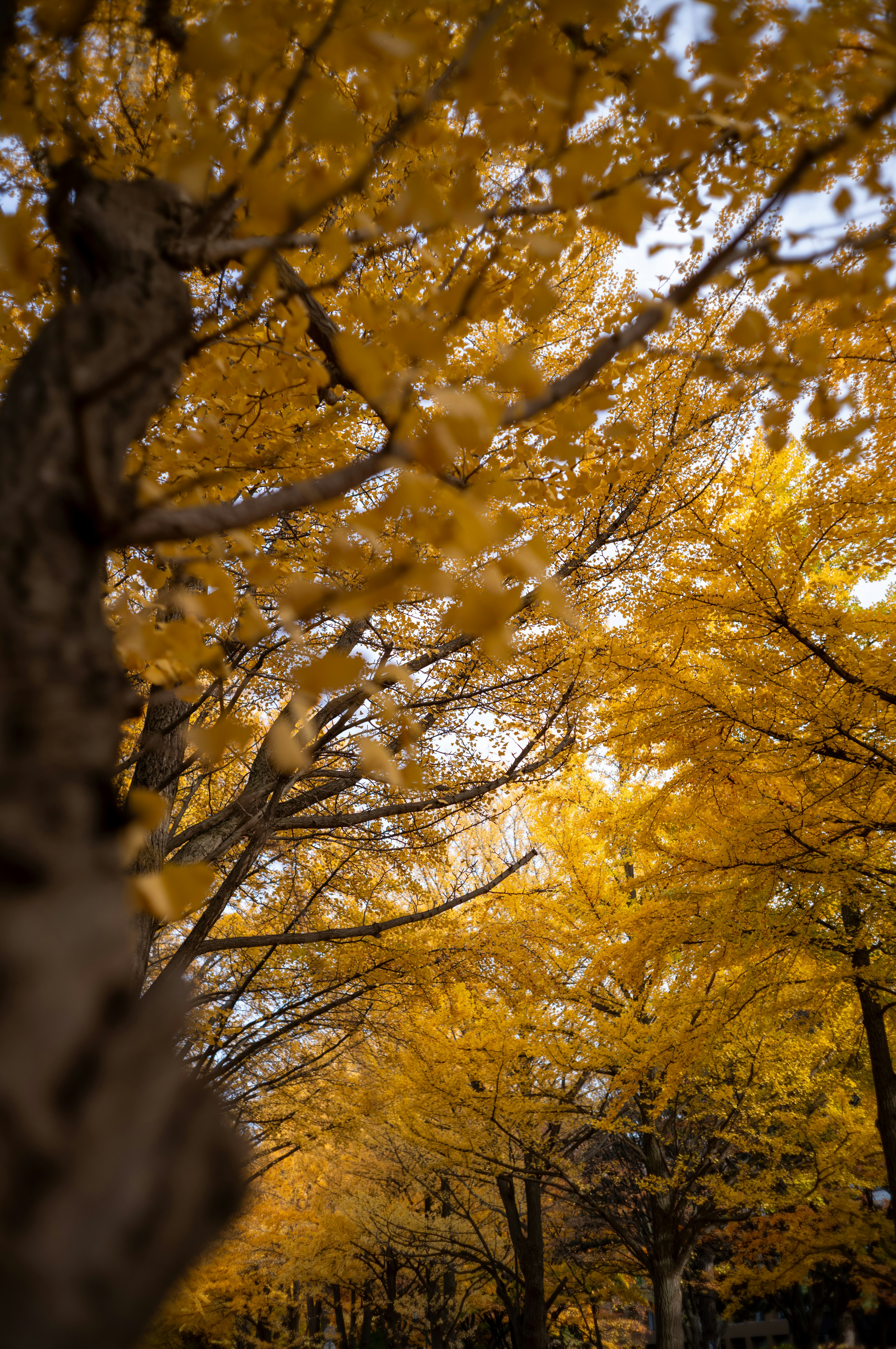 Malersicher Blick auf einen von Bäumen gesäumten Weg umgeben von herbstlichen gelben Blättern