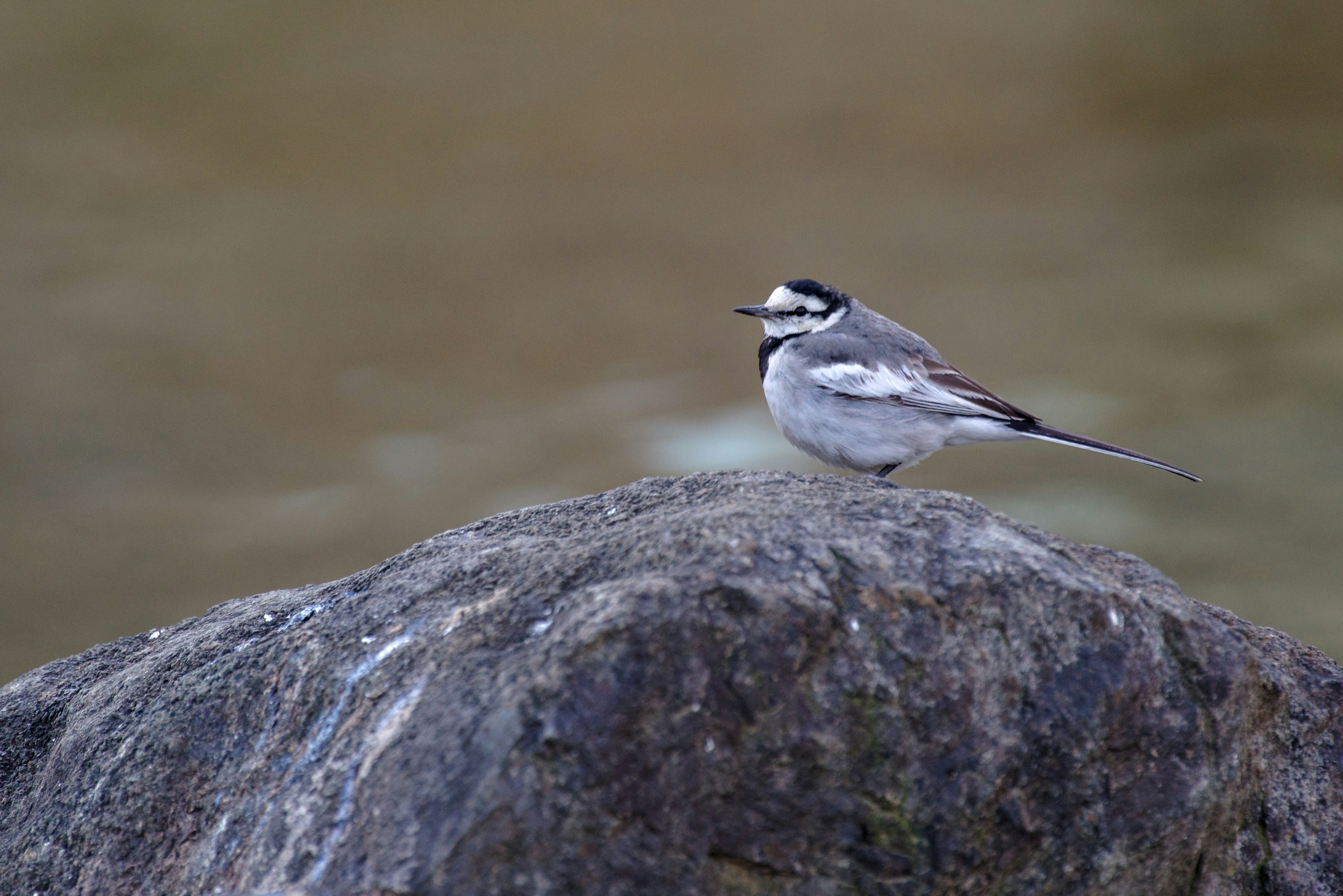 Ein schwarz-weißer Vogel sitzt auf einem Stein