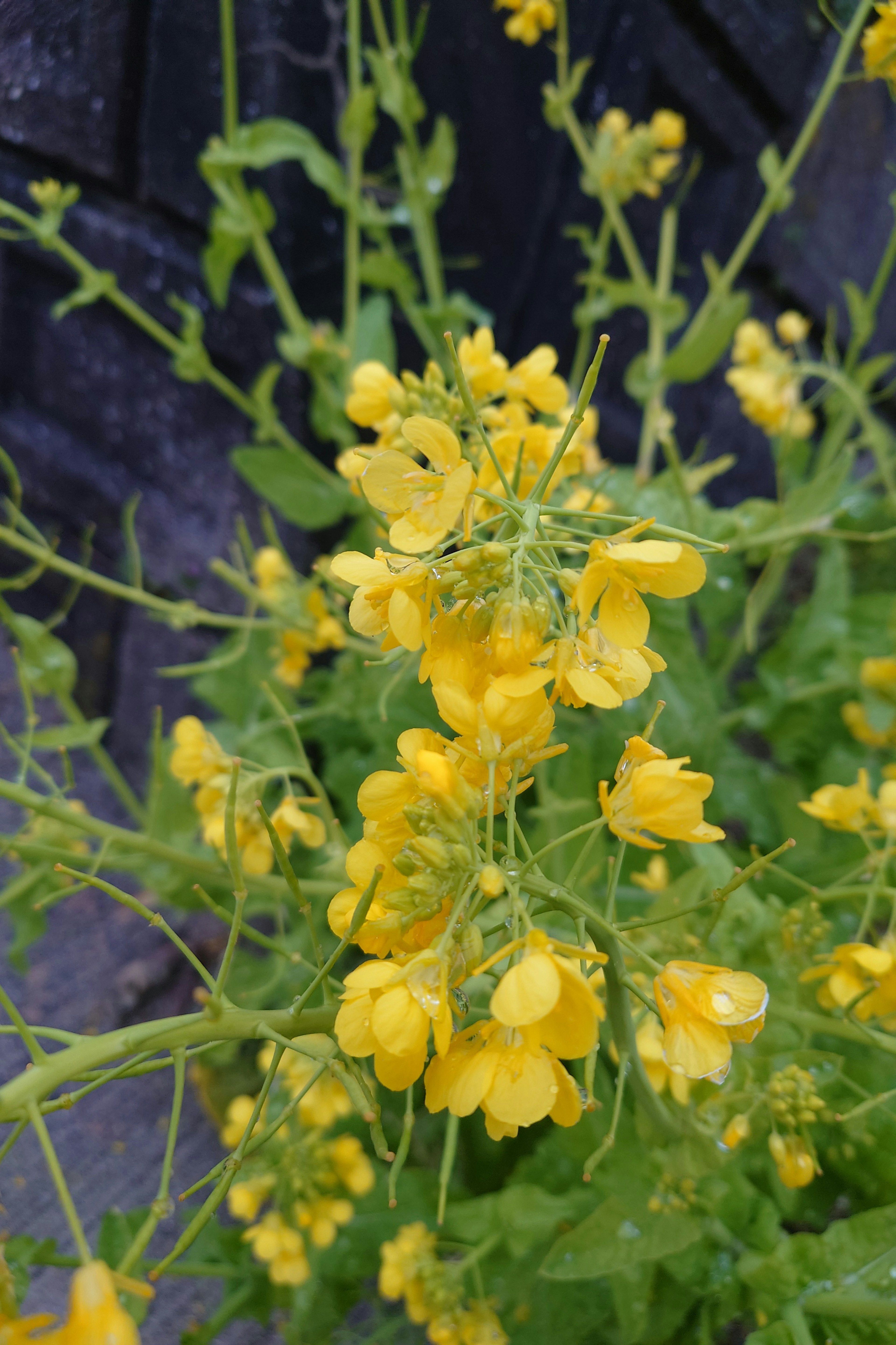 Nahaufnahme einer Pflanze mit leuchtend gelben Blumen