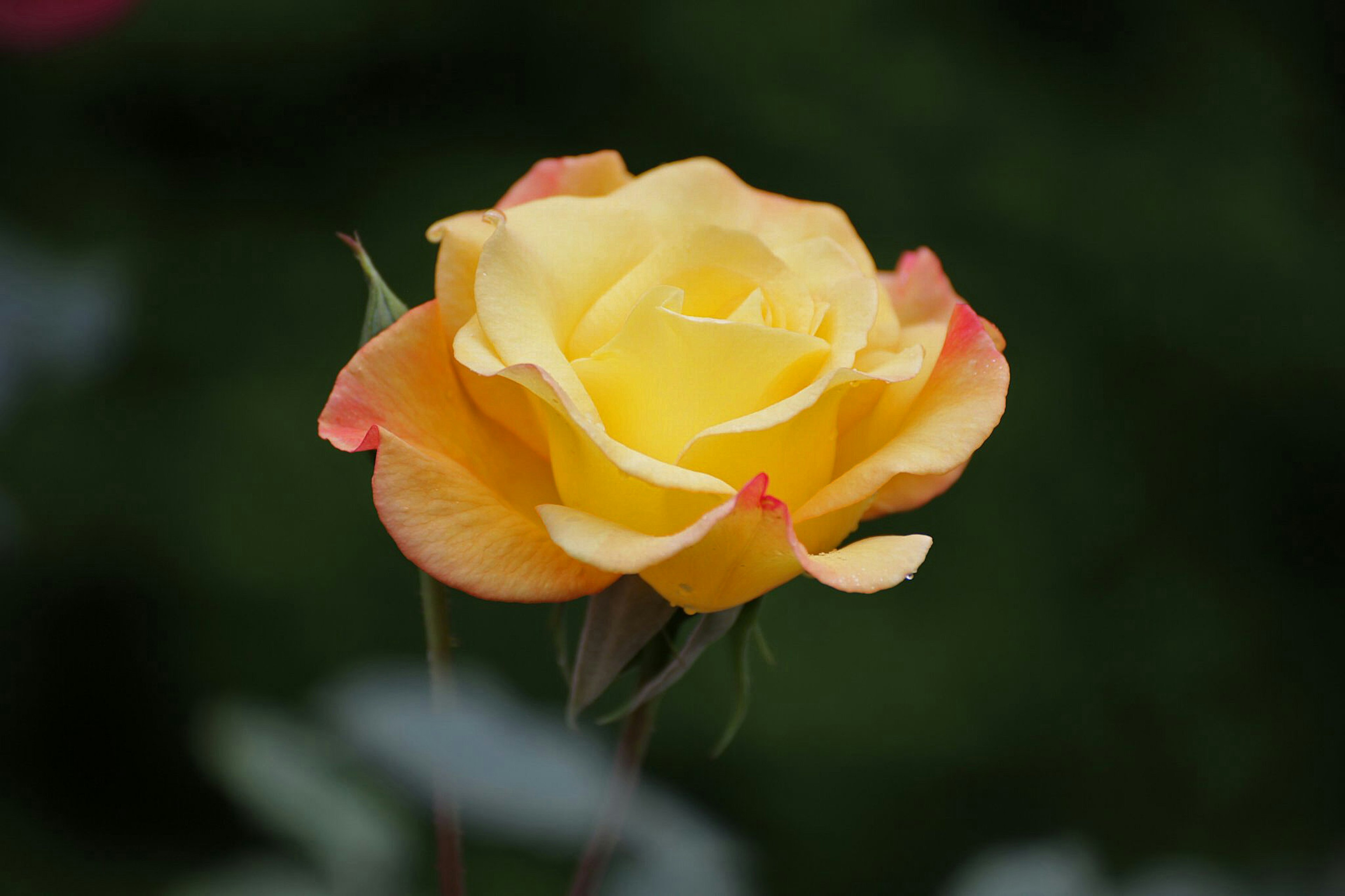 Eine lebendige gelbe und orange Rose in Blüte