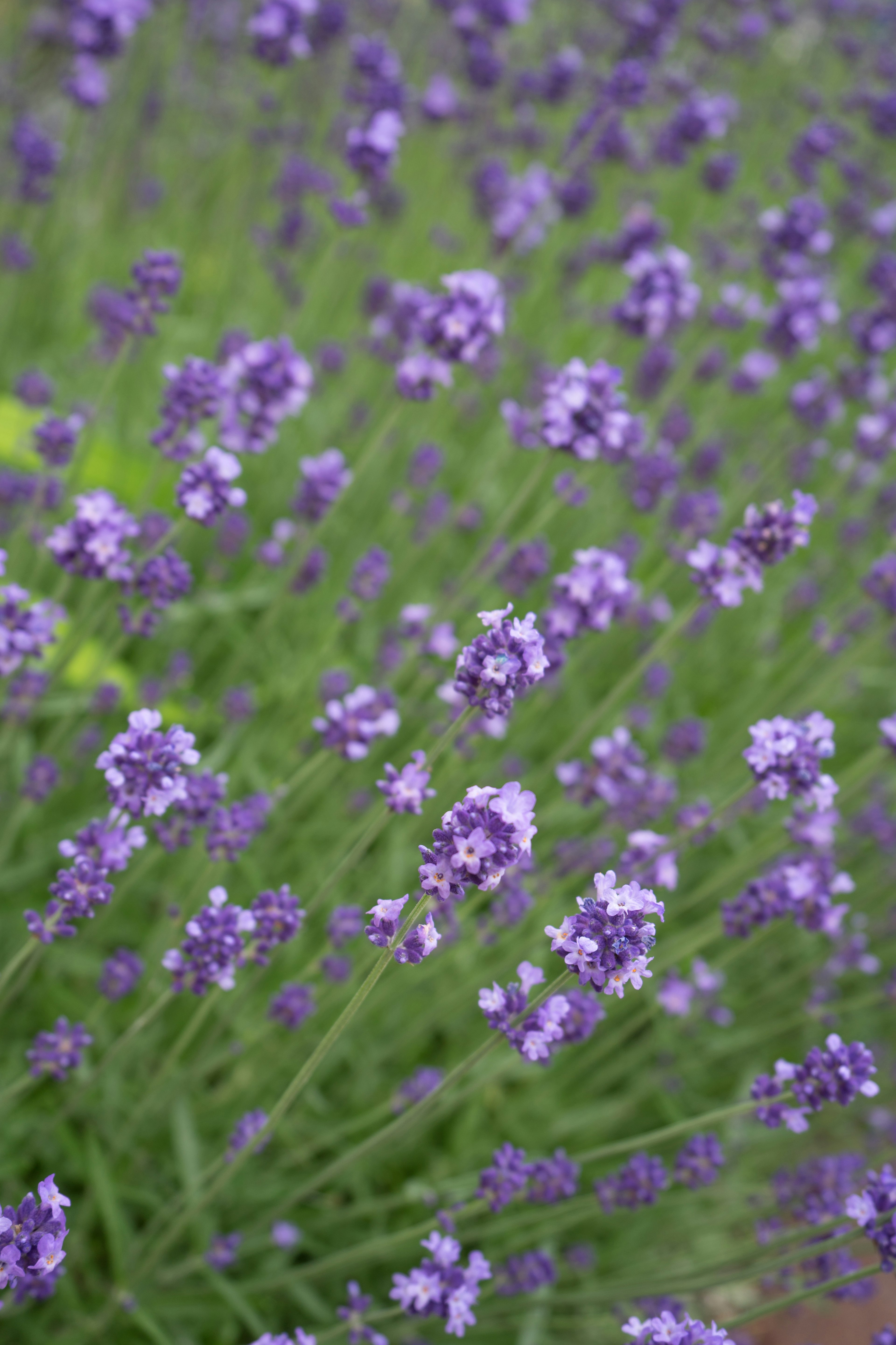 Champ de fleurs de lavande violettes en fleurs