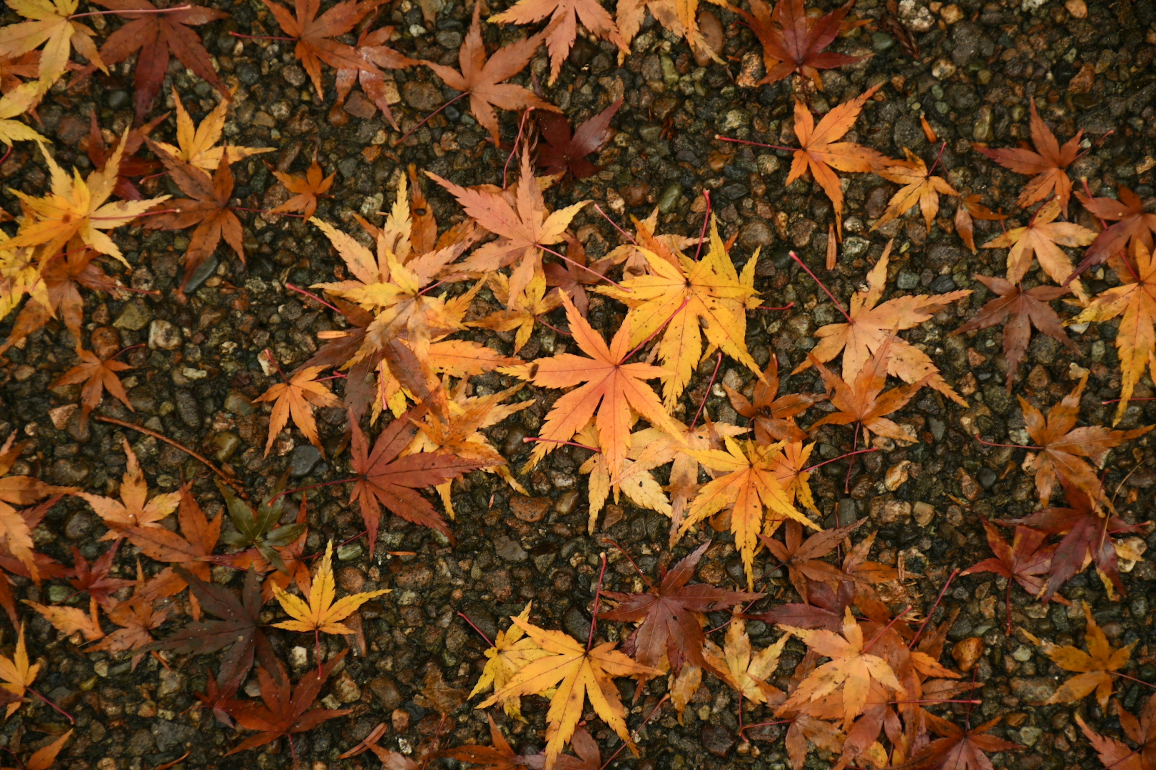 Bunte gefallene Blätter, die auf dem Boden in einer herbstlichen Szene verstreut sind